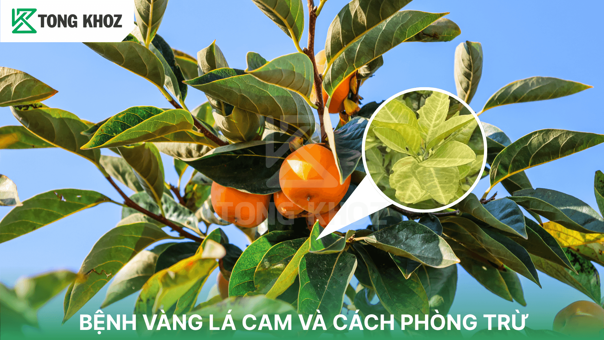 BỆNH VÀNG LÁ CAM VÀ CÁCH PHÒNG TRỪ