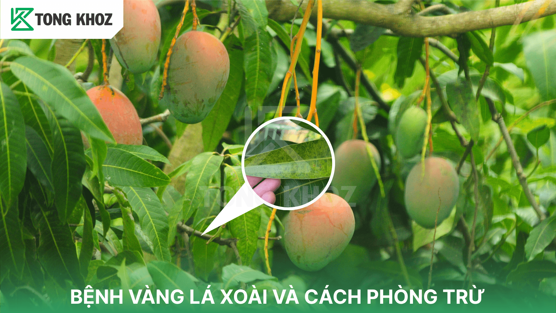 BỆNH VÀNG LÁ XOÀI VÀ CÁCH PHÒNG TRỪ