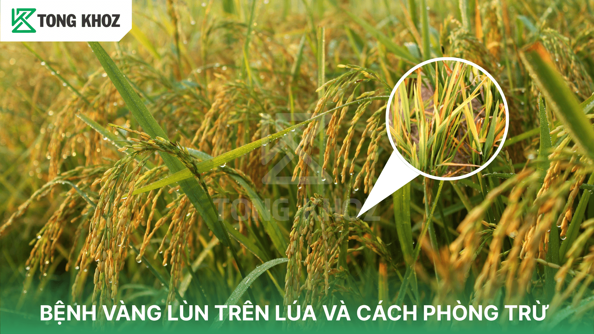 BỆNH VÀNG LÙN TRÊN LÚA VÀ CÁCH PHÒNG TRỪ