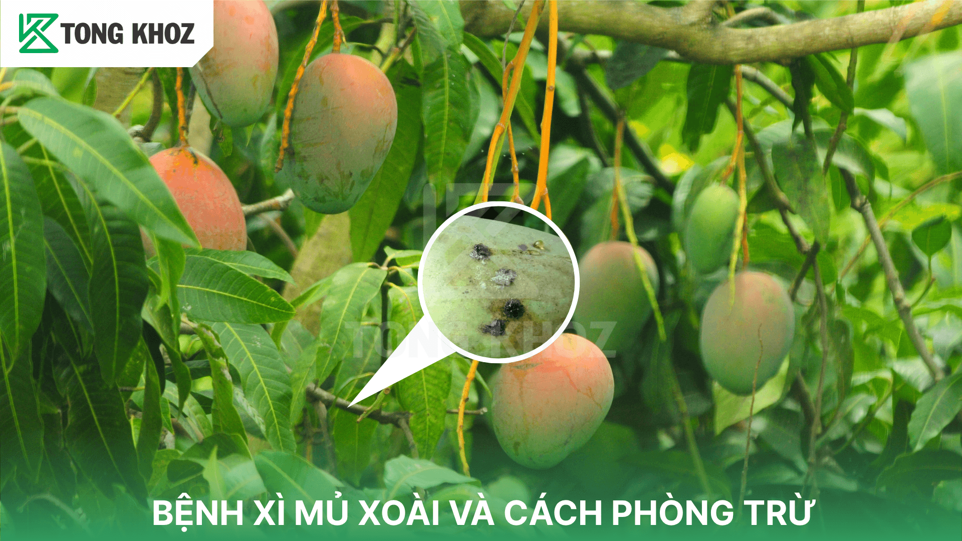 BỆNH XÌ MỦ XOÀI VÀ CÁCH PHÒNG TRỪ