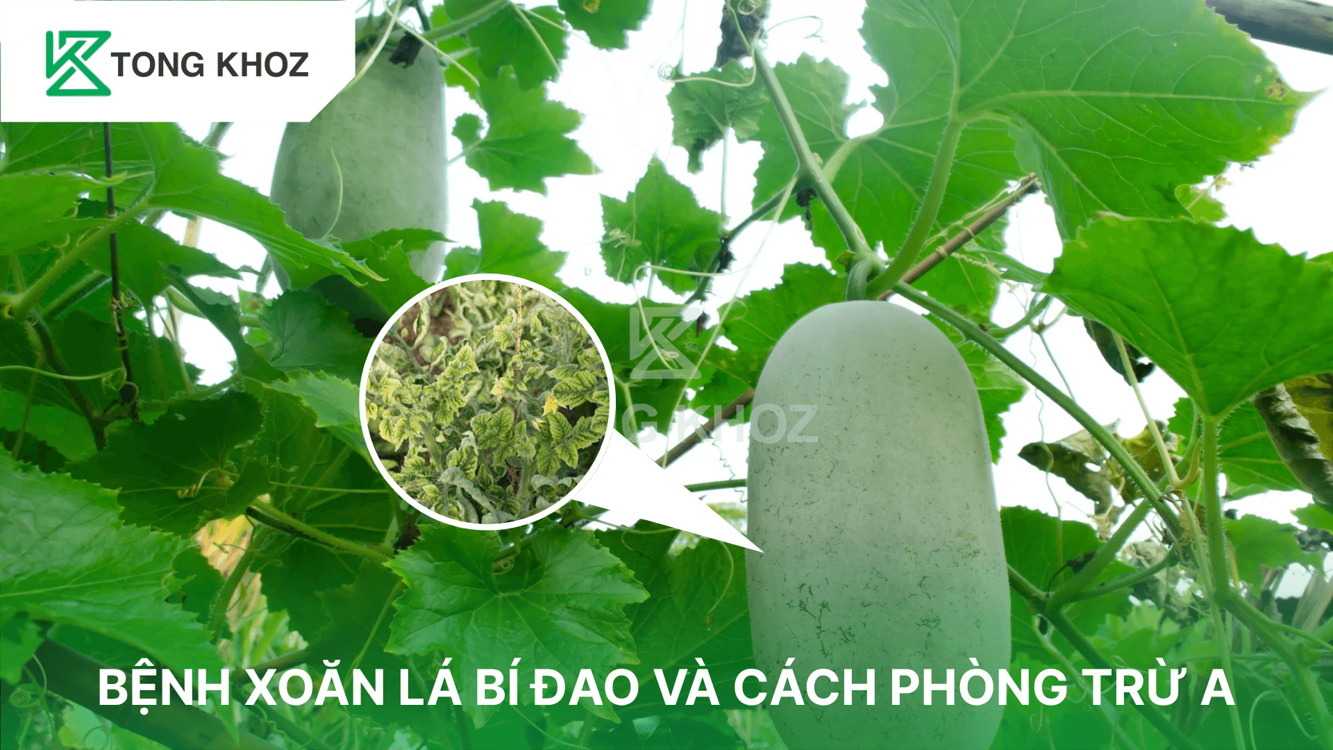 BỆNH XOĂN LÁ BÍ ĐAO VÀ CÁCH PHÒNG TRỪ A