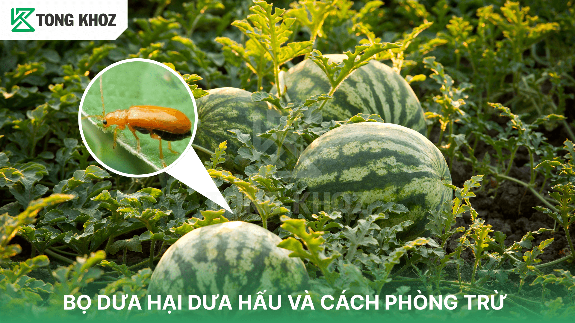 BỌ DƯA HẠI DƯA HẤU VÀ CÁCH PHÒNG TRỪ