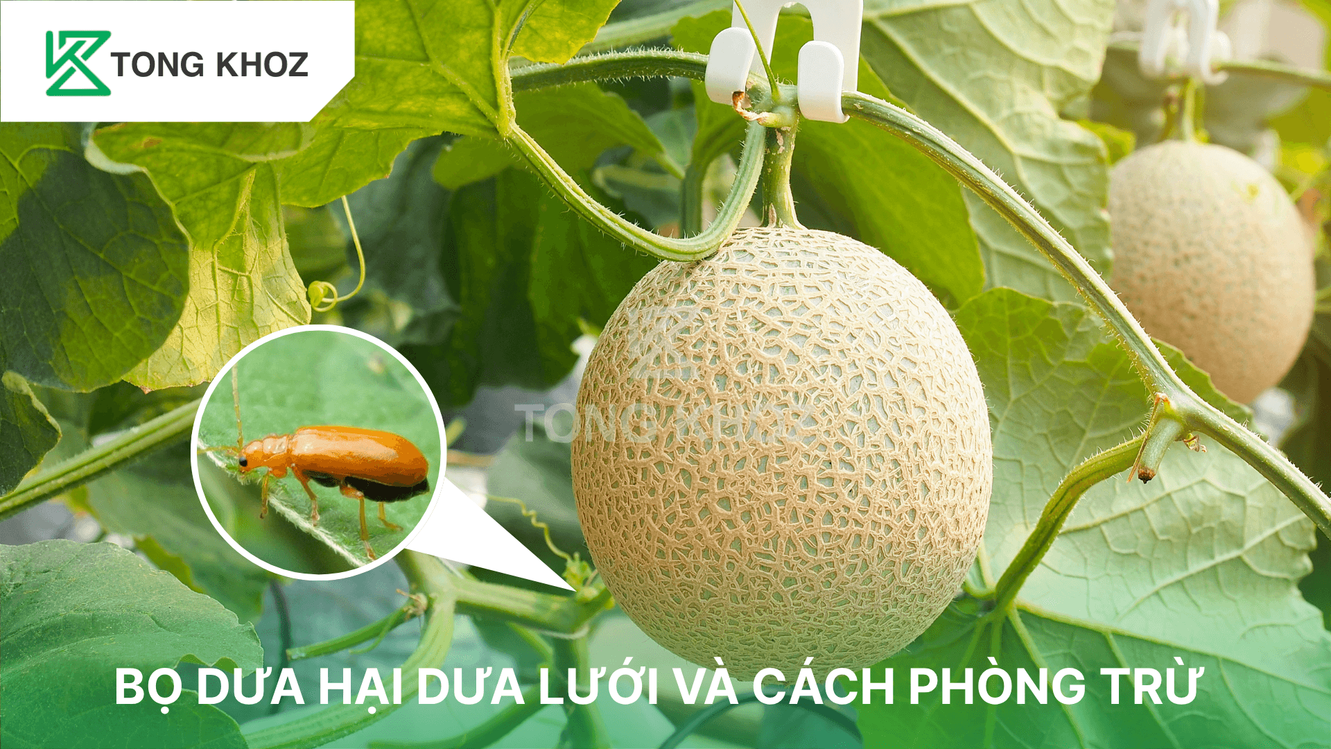 BỌ DƯA HẠI DƯA LƯỚI VÀ CÁCH PHÒNG TRỪ