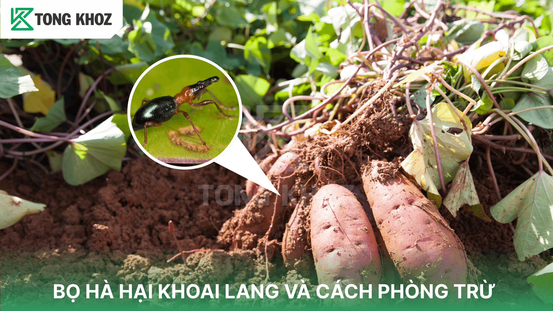 BỌ HÀ HẠI KHOAI LANG VÀ CÁCH PHÒNG TRỪ