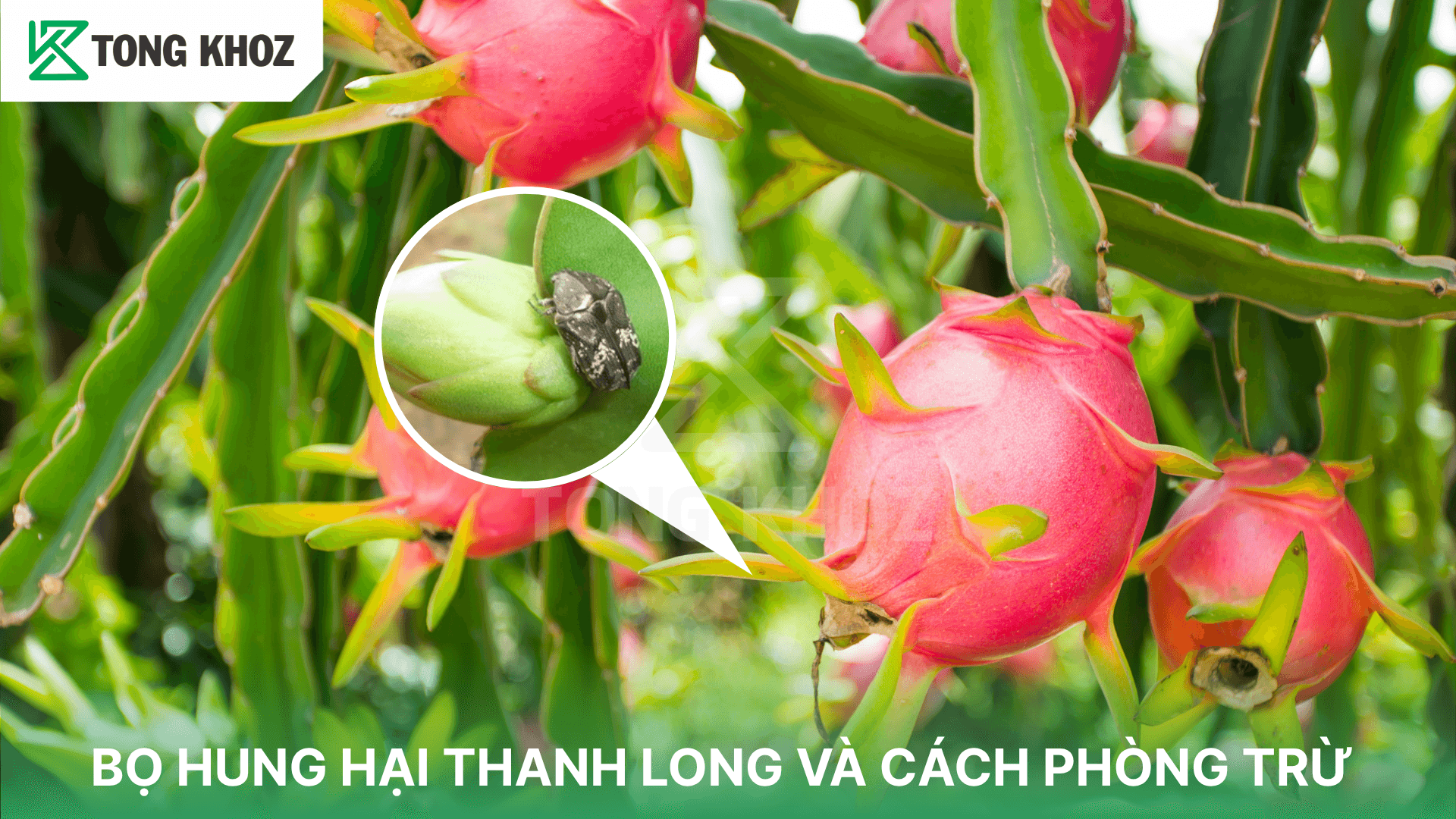 BỌ HUNG HẠI THANH LONG VÀ CÁCH PHÒNG TRỪ