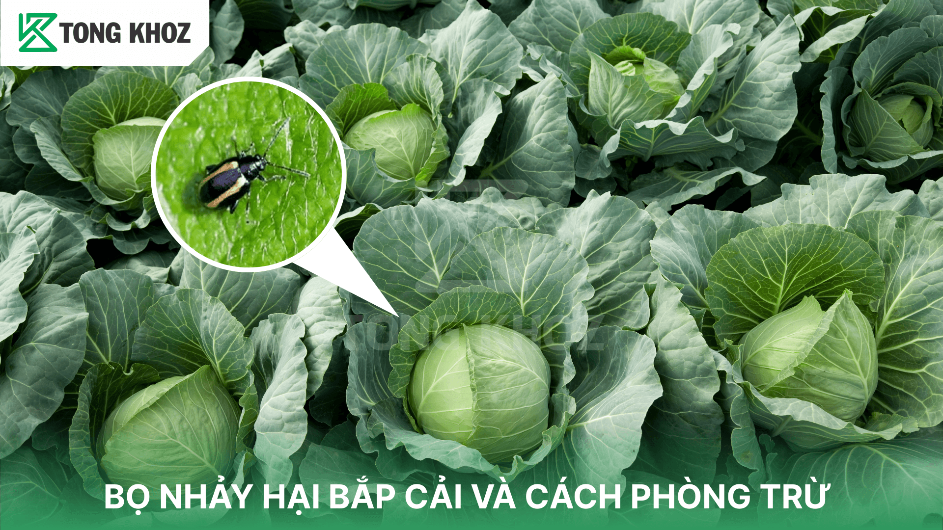 BỌ NHẢY HẠI BẮP CẢI VÀ CÁCH PHÒNG TRỪ