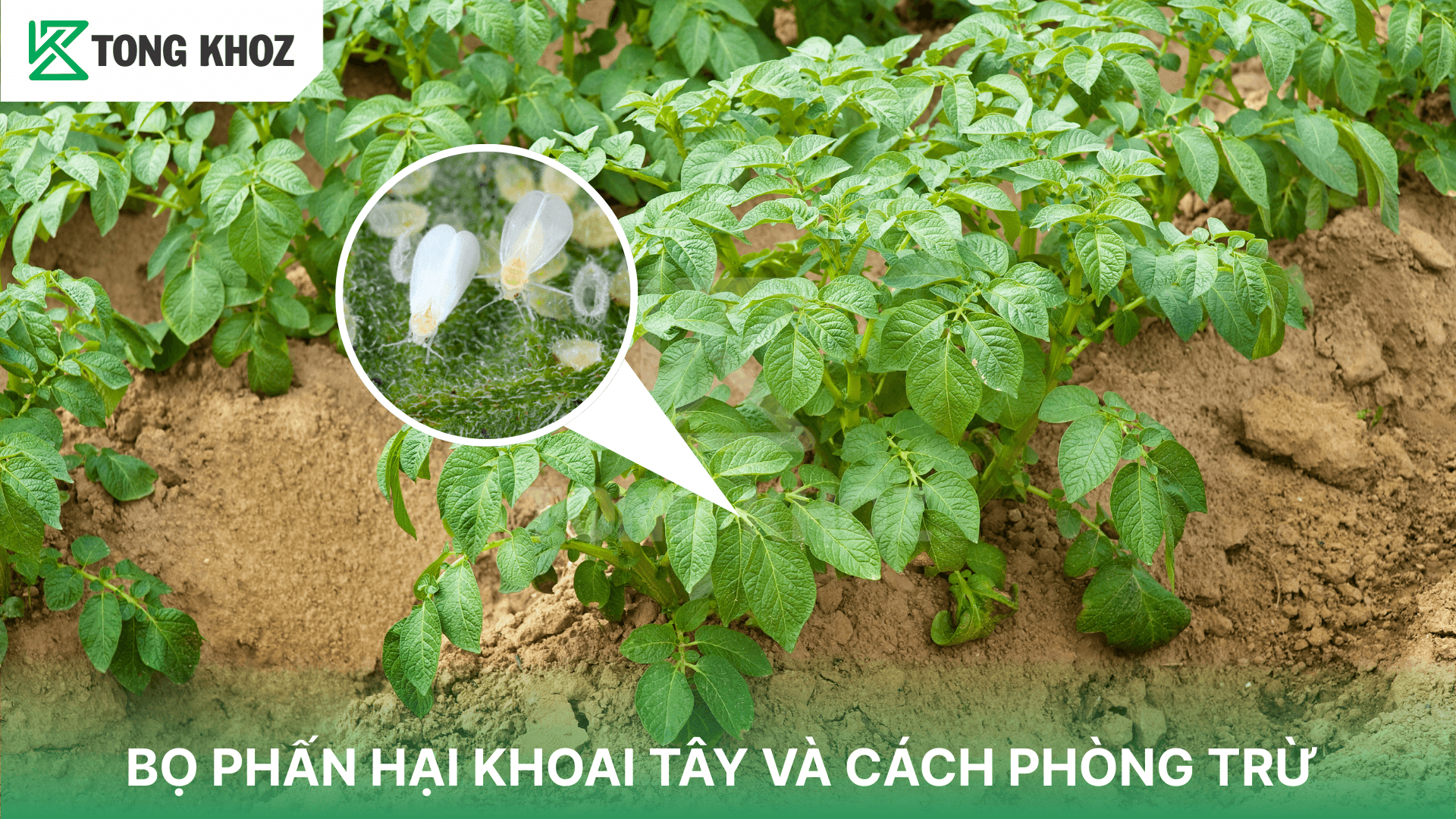 BỌ PHẤN HẠI KHOAI TÂY VÀ CÁCH PHÒNG TRỪ