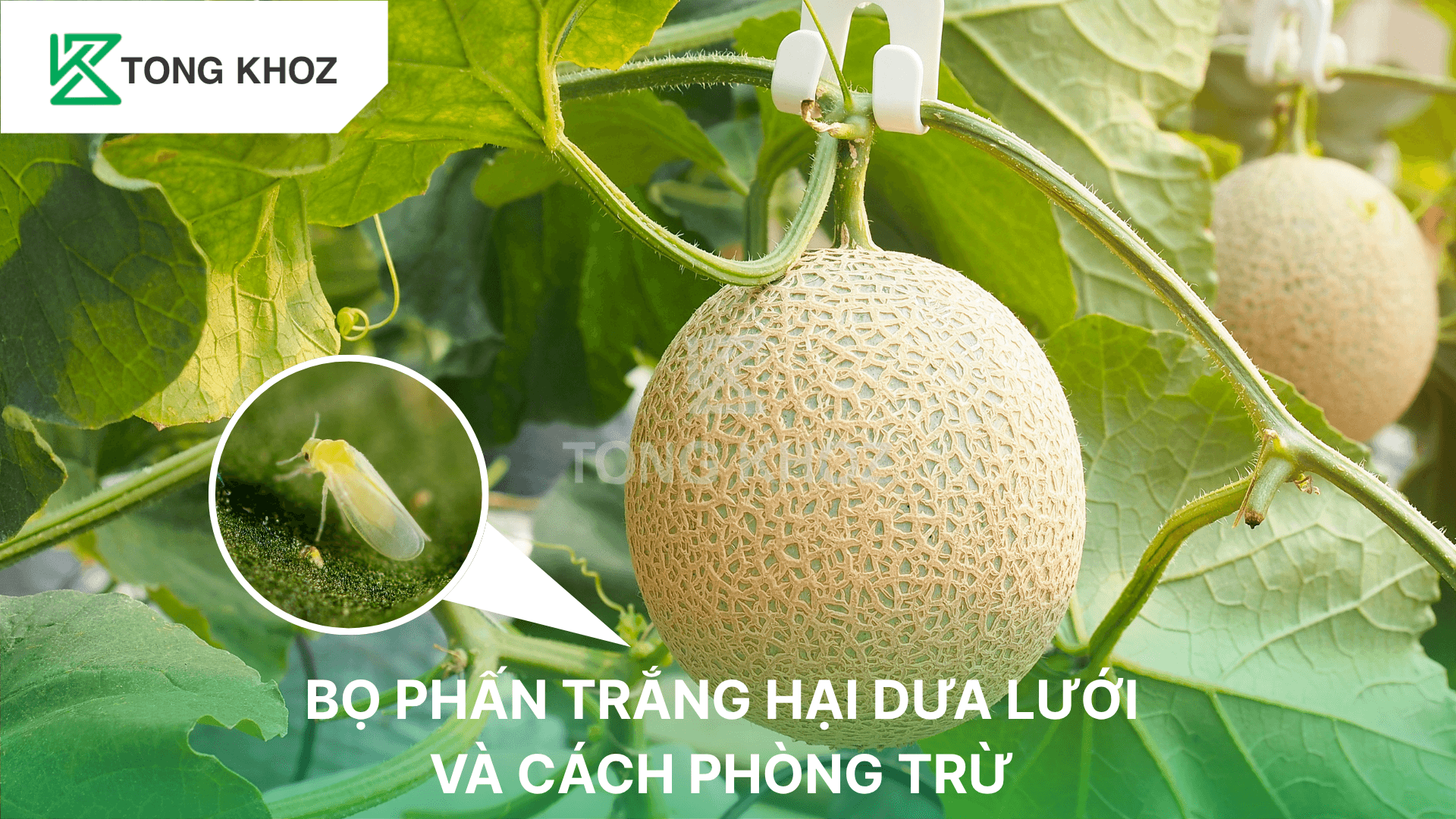 BỌ PHẤN TRẮNG HẠI DƯA LƯỚI VÀ CÁCH PHÒNG TRỪ