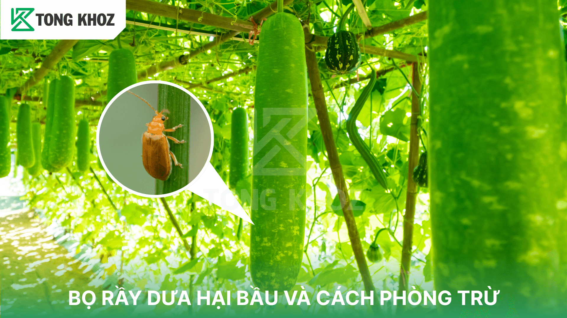 BỌ RẦY DƯA HẠI BẦU VÀ CÁCH PHÒNG TRỪ
