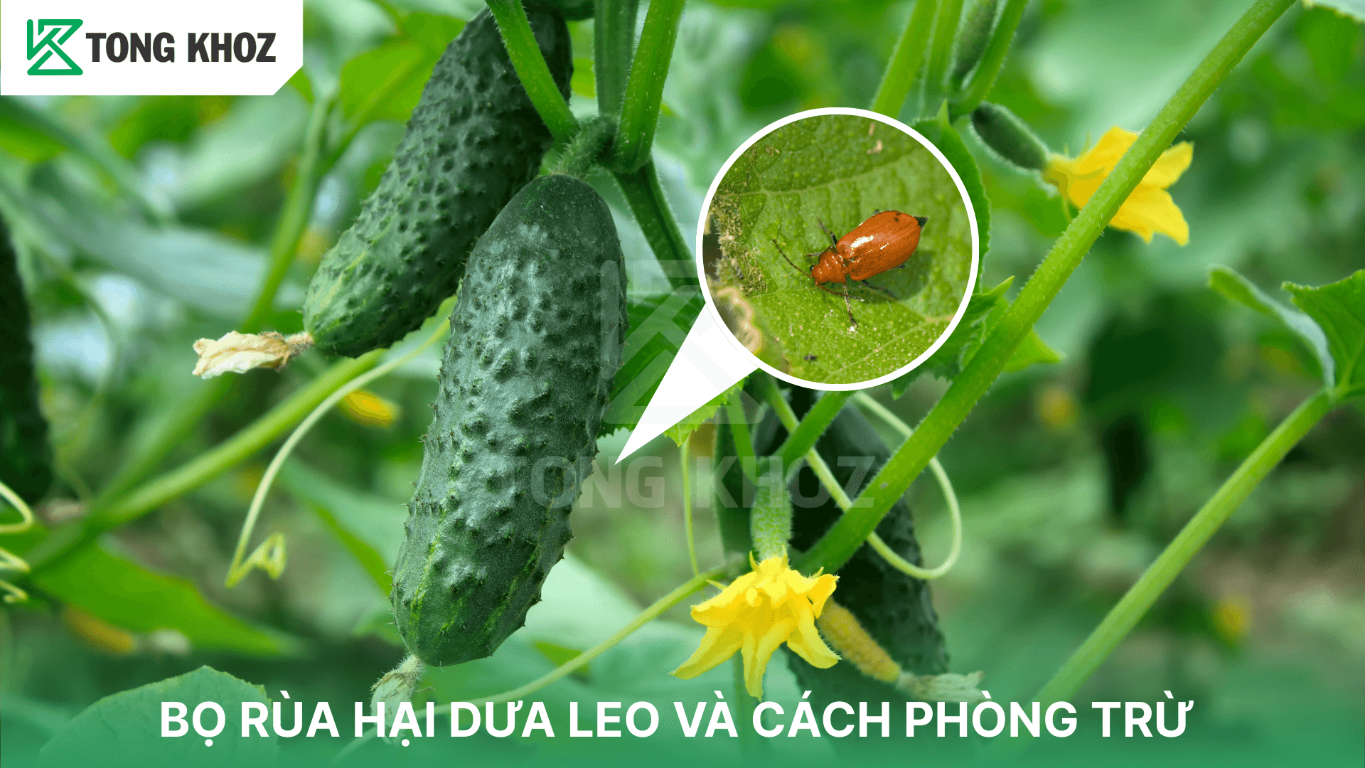 BỌ RÙA HẠI DƯA LEO VÀ CÁCH PHÒNG TRỪ