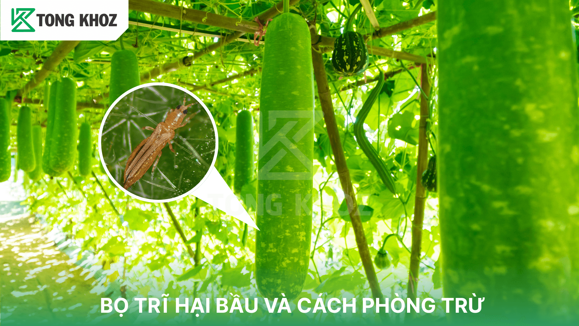 BỌ TRĨ HẠI BẦU VÀ CÁCH PHÒNG TRỪ