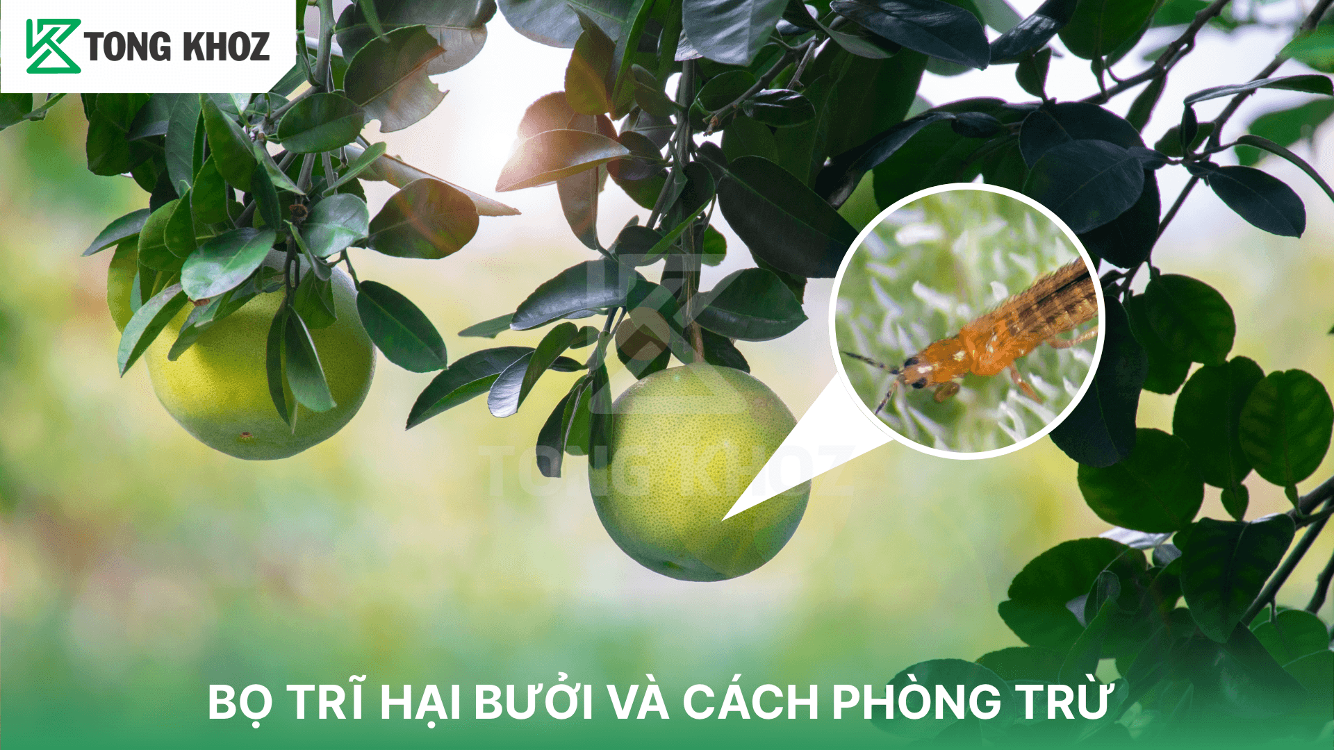 BỌ TRĨ HẠI BƯỞI VÀ CÁCH PHÒNG TRỪ