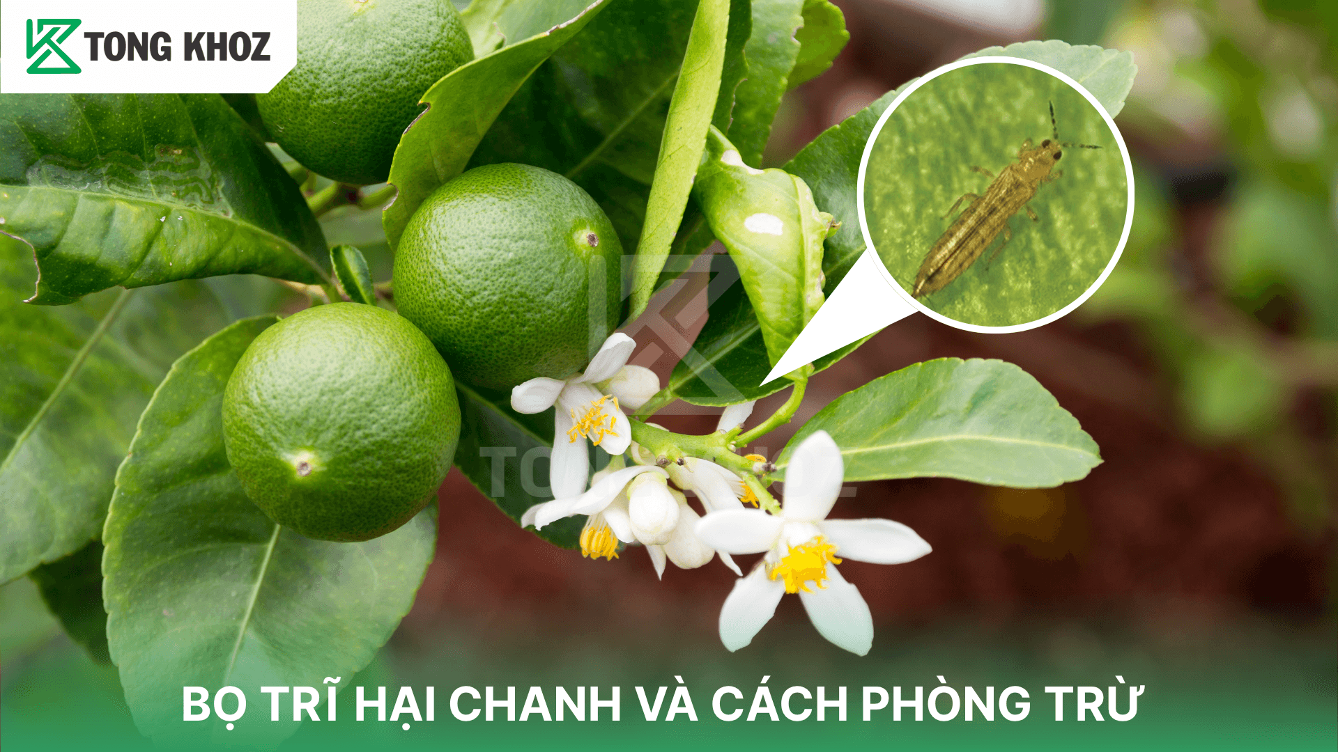 BỌ TRĨ HẠI CHANH VÀ CÁCH PHÒNG TRỪ