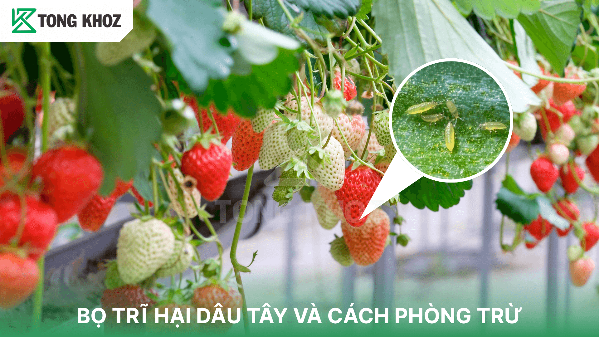 BỌ TRĨ HẠI DÂU TÂY VÀ CÁCH PHÒNG TRỪ