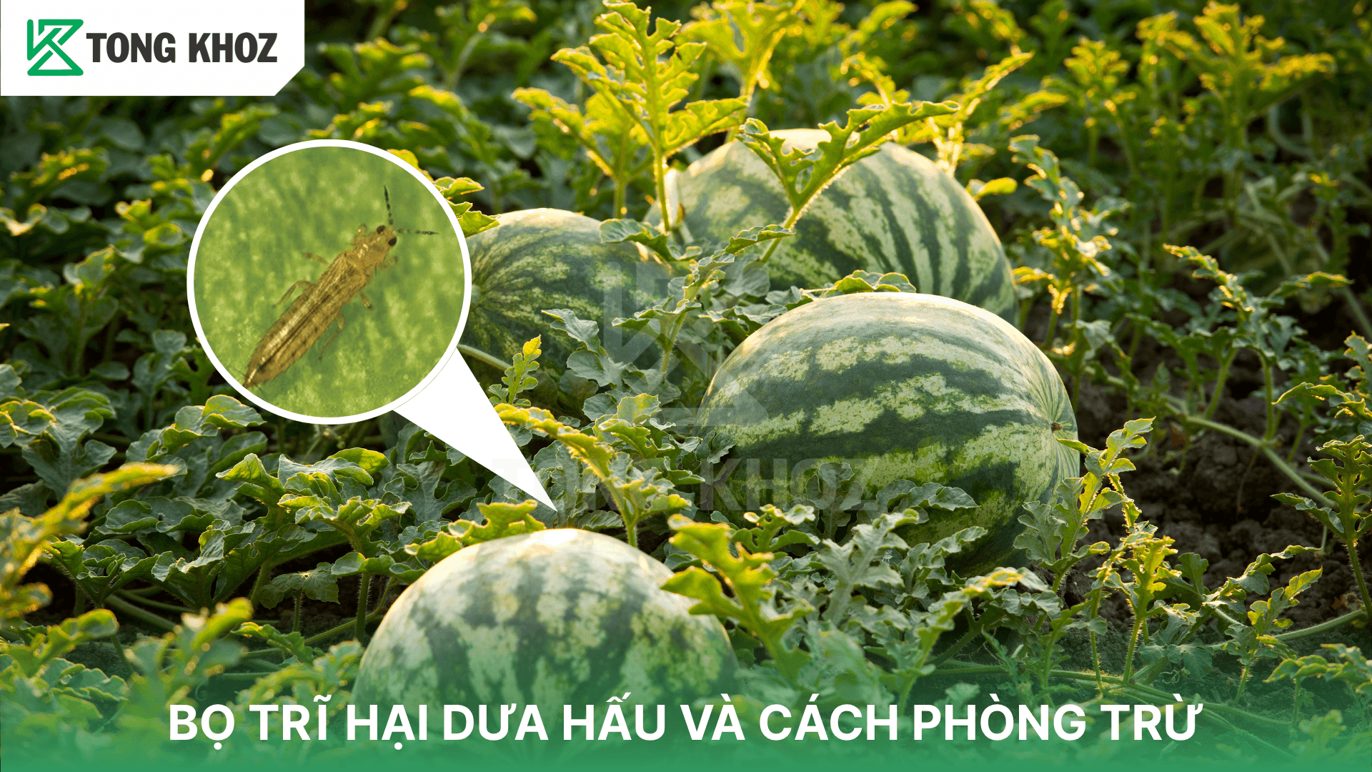 BỌ TRĨ HẠI DƯA HẤU VÀ CÁCH PHÒNG TRỪ