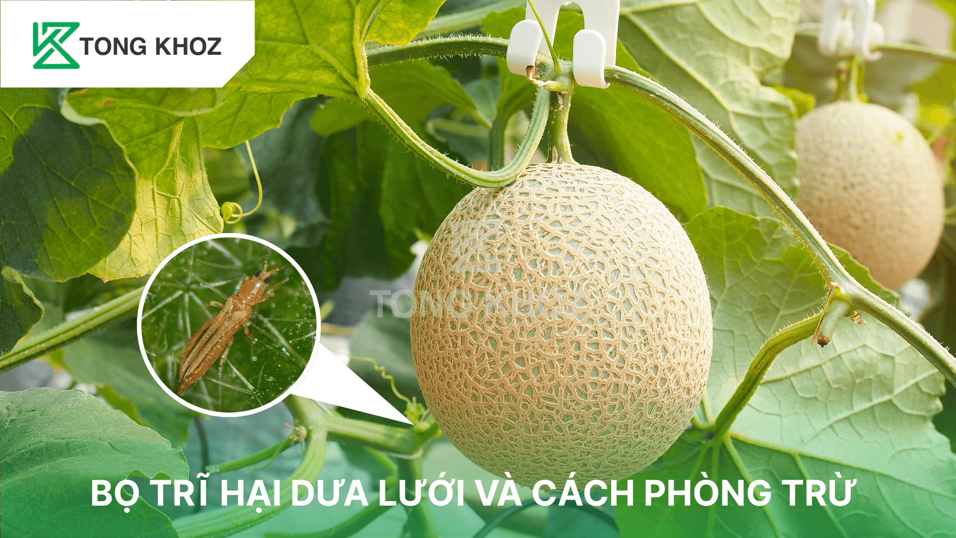 BỌ TRĨ HẠI DƯA LƯỚI VÀ CÁCH PHÒNG TRỪ