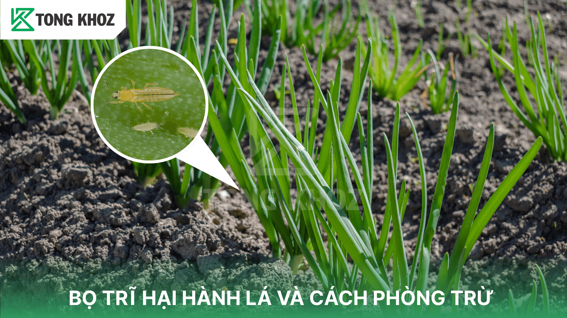 BỌ TRĨ HẠI HÀNH LÁ VÀ CÁCH PHÒNG TRỪ
