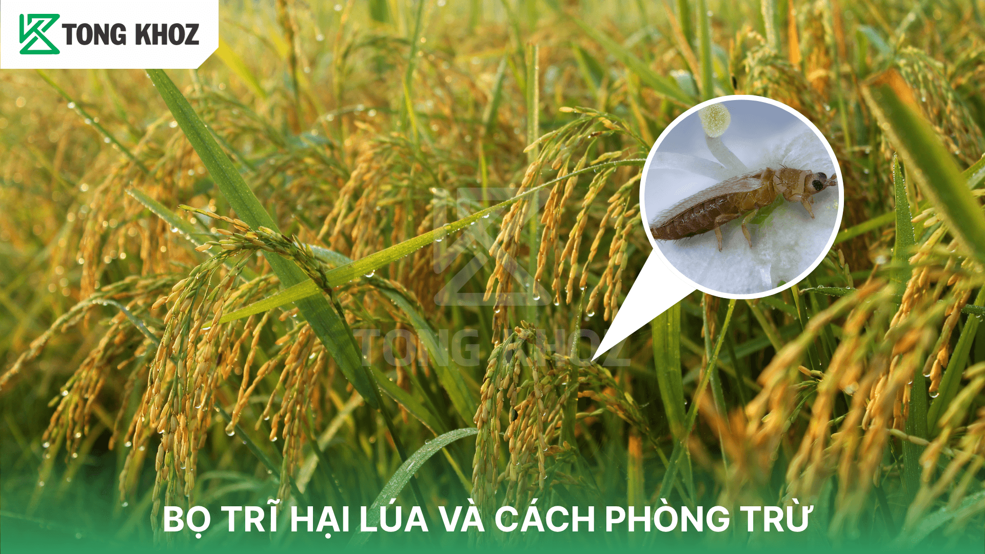BỌ TRĨ HẠI LÚA VÀ CÁCH PHÒNG TRỪ
