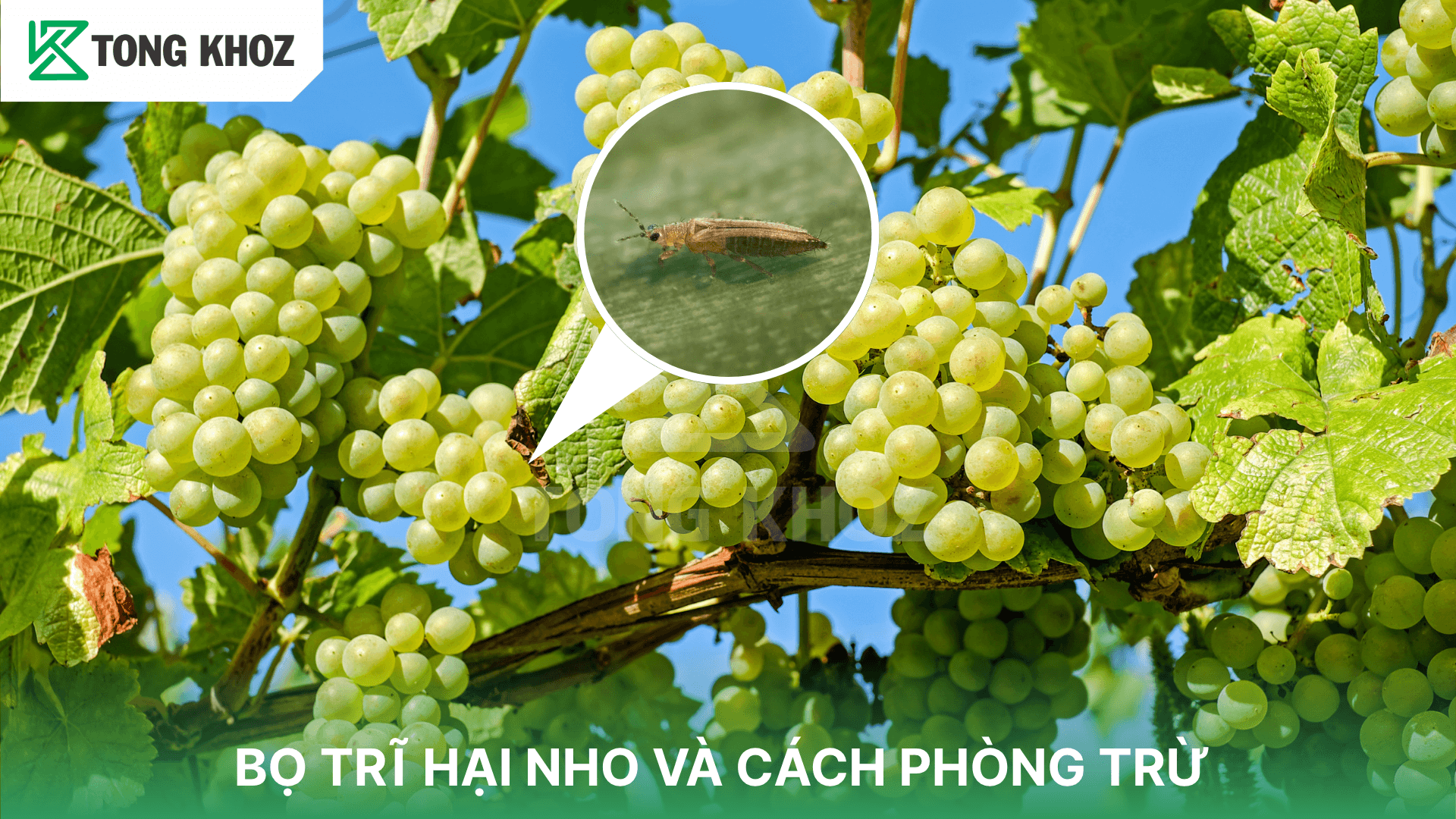 BỌ TRĨ HẠI NHO VÀ CÁCH PHÒNG TRỪ
