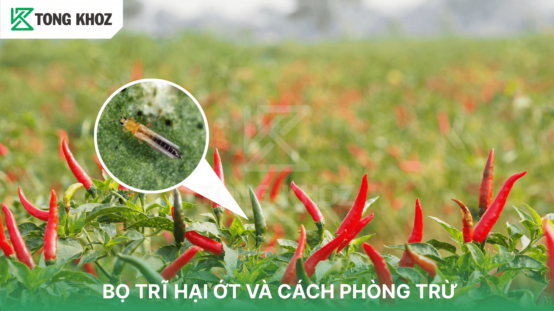 BỌ TRĨ HẠI ỚT VÀ CÁCH PHÒNG TRỪ