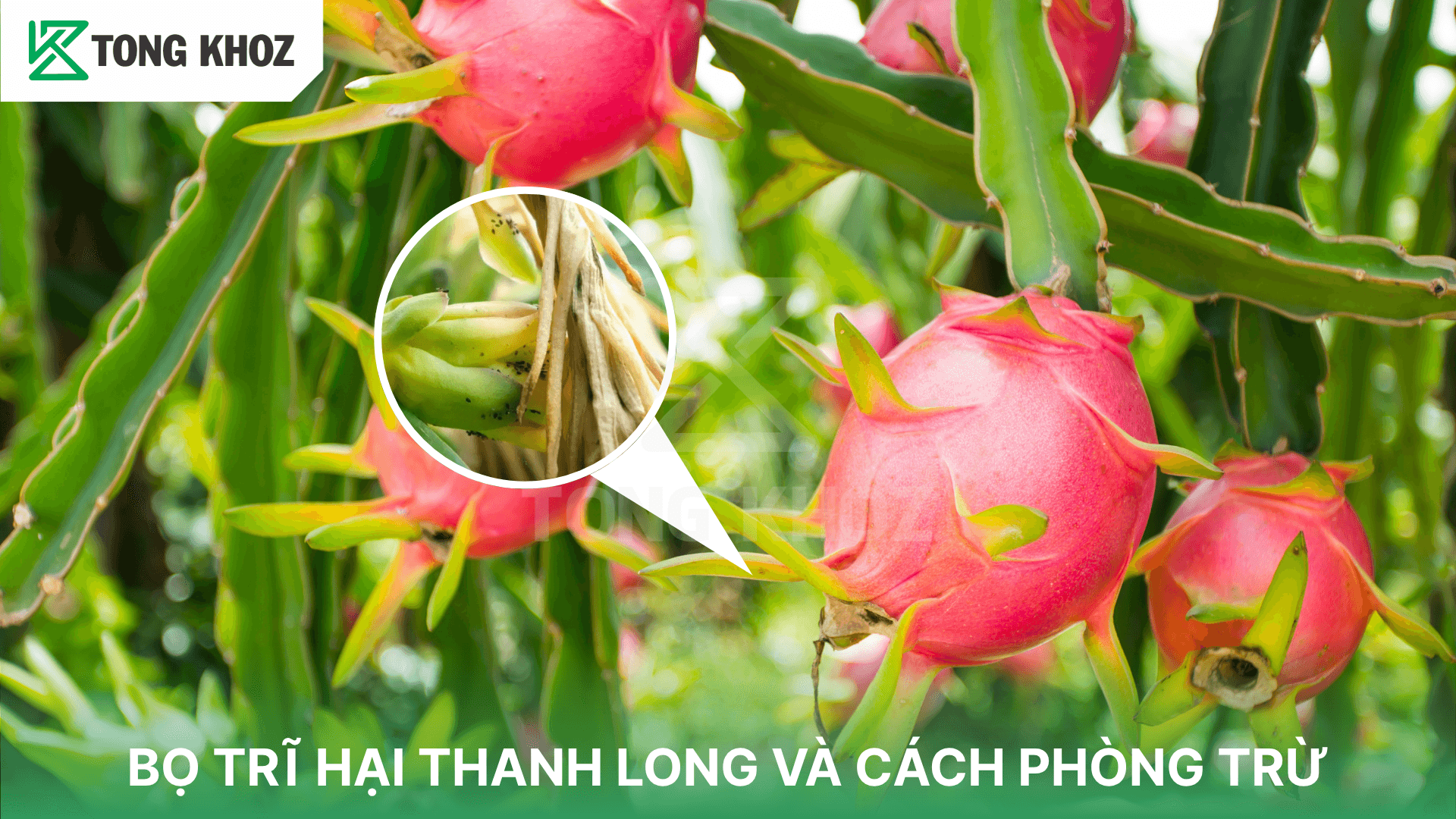 BỌ TRĨ HẠI THANH LONG VÀ CÁCH PHÒNG TRỪ