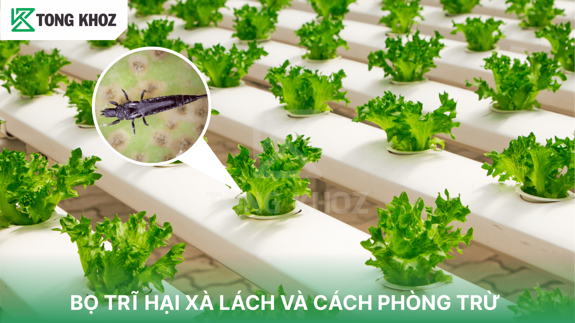 BỌ TRĨ HẠI XÀ LÁCH VÀ CÁCH PHÒNG TRỪ