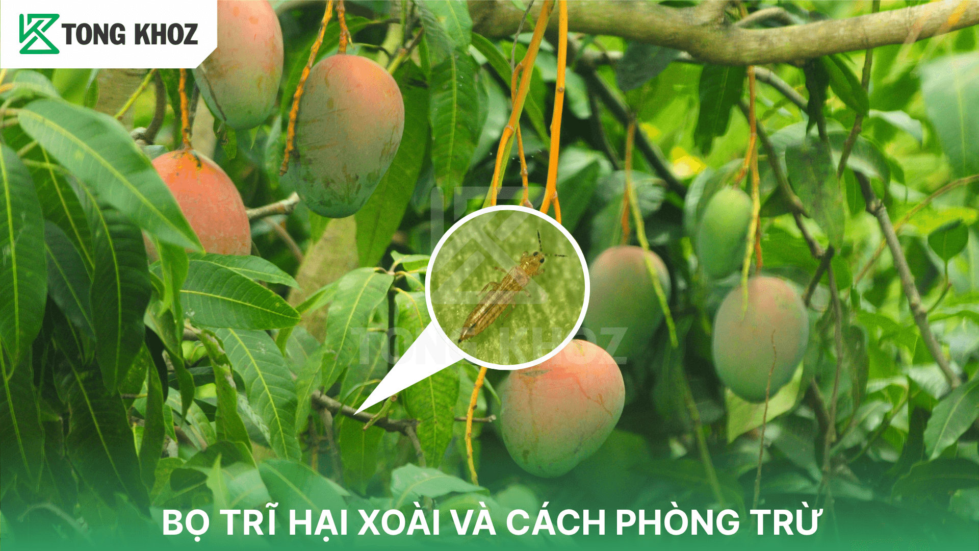 BỌ TRĨ HẠI XOÀI VÀ CÁCH PHÒNG TRỪ