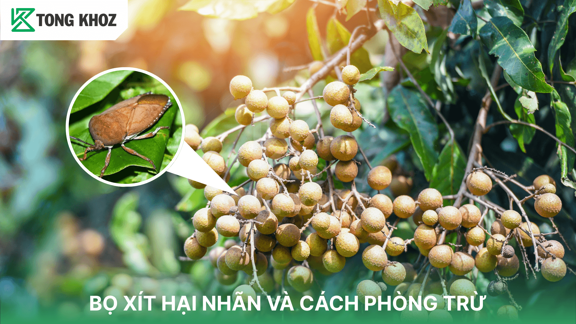 BỌ XÍT HẠI NHÃN VÀ CÁCH PHÒNG TRỪ
