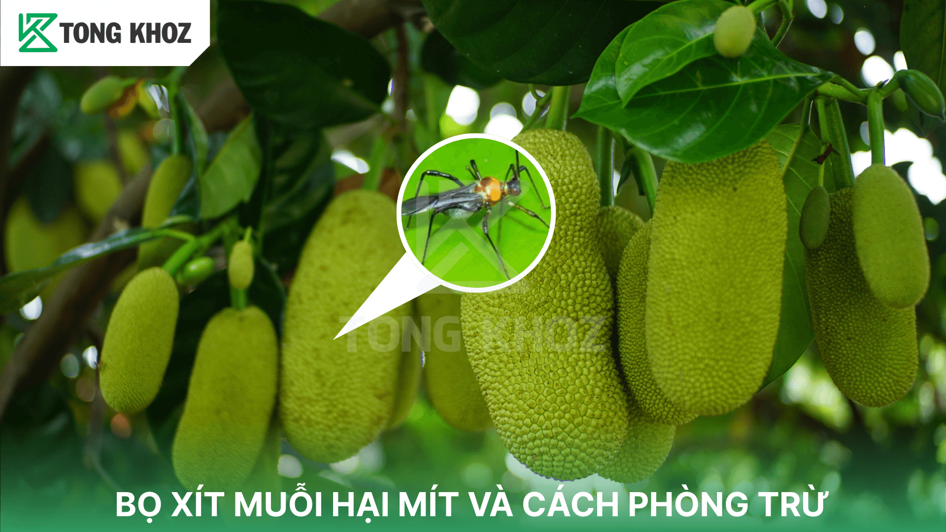 BỌ XÍT MUỖI HẠI MÍT VÀ CÁCH PHÒNG TRỪ