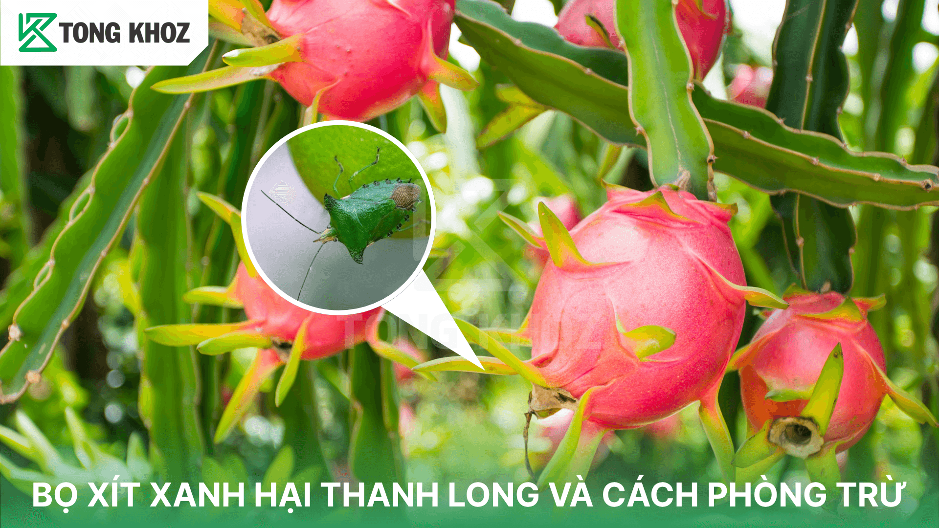 BỌ XÍT XANH HẠI THANH LONG VÀ CÁCH PHÒNG TRỪ
