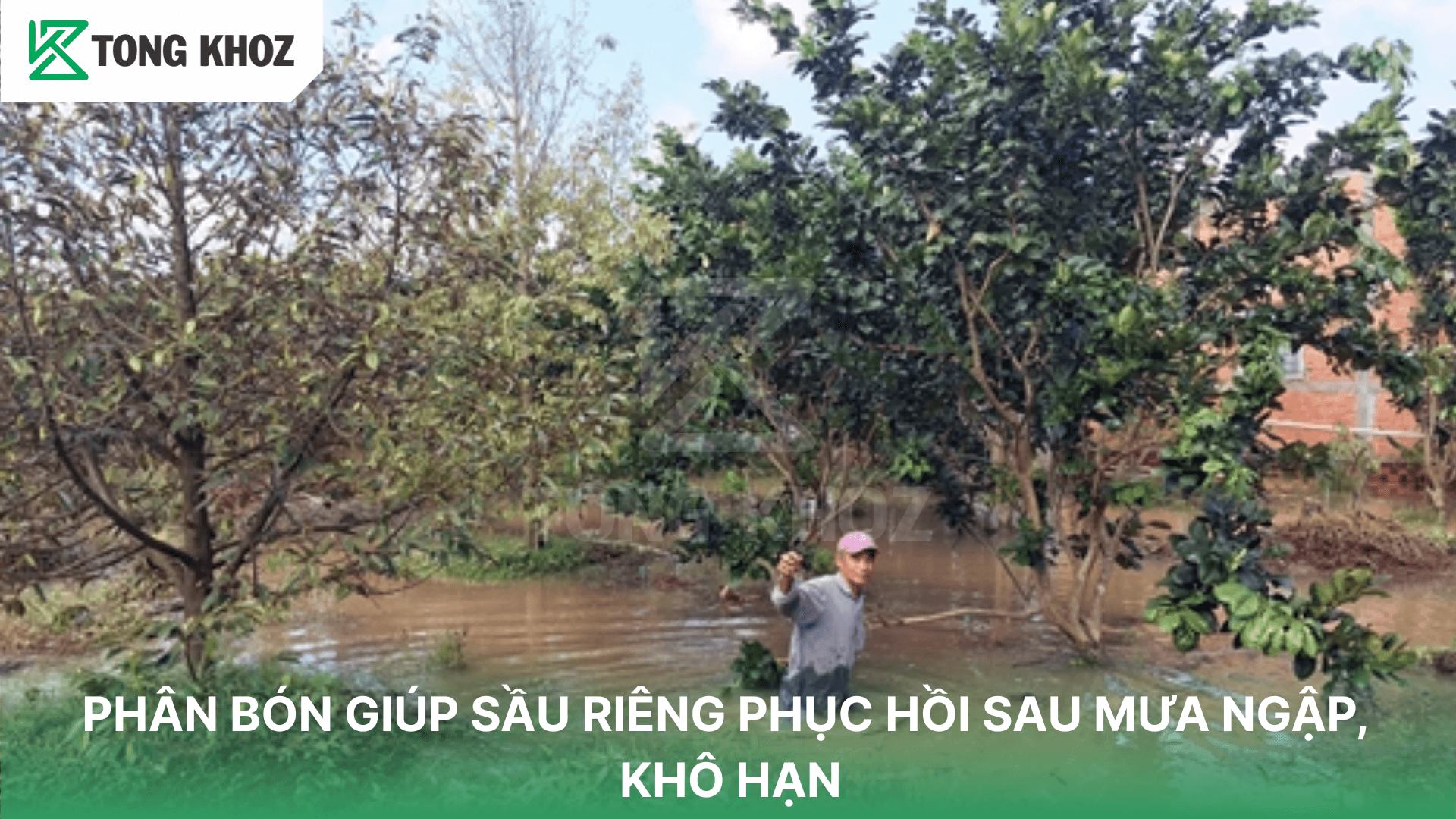 PHÂN BÓN GIÚP SẦU RIÊNG PHỤC HỒI SAU MƯA NGẬP, KHÔ HẠN