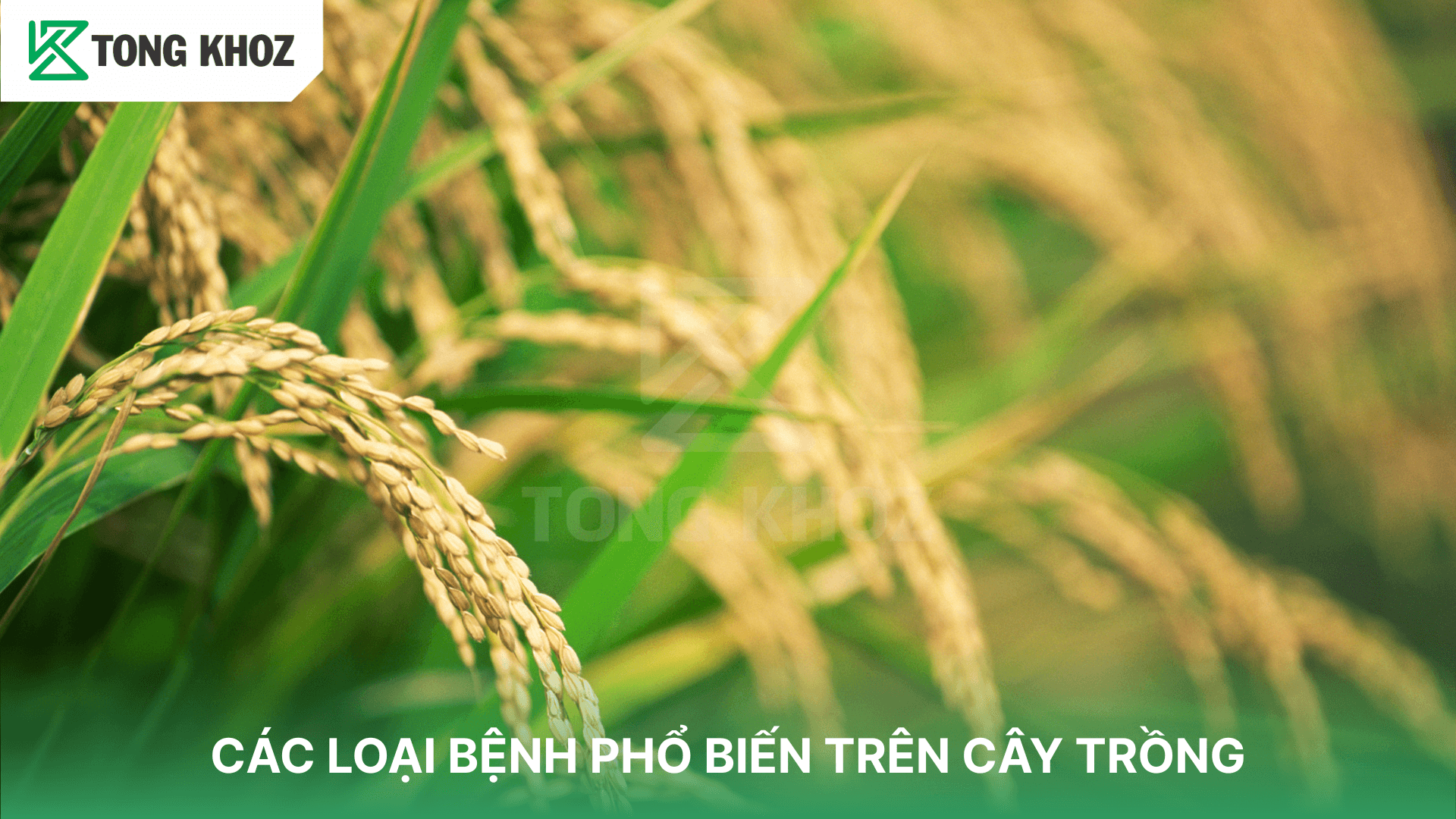 CÁC LOẠI BỆNH PHỔ BIẾN TRÊN CÂY TRỒNG