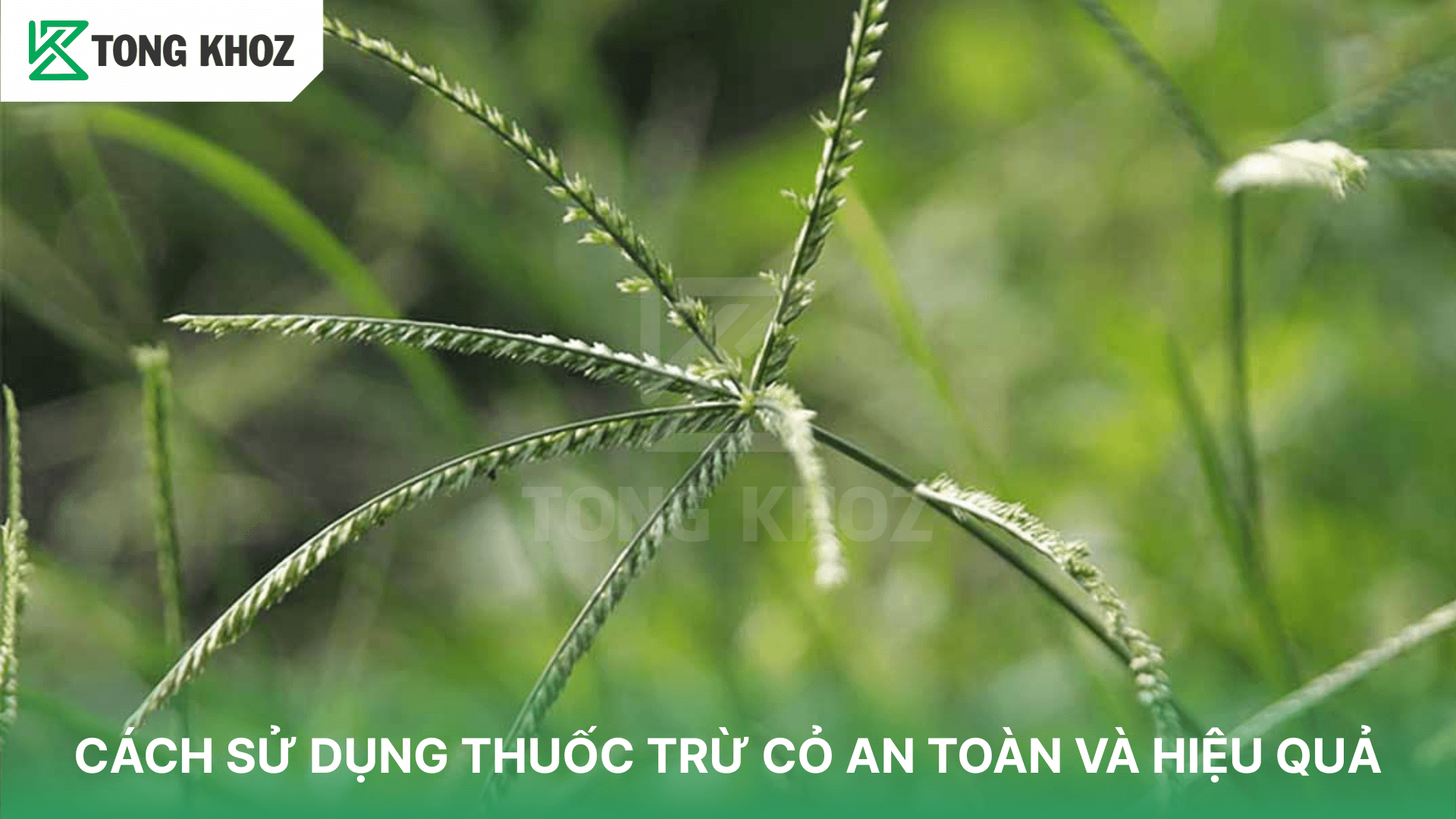 CÁCH SỬ DỤNG THUỐC TRỪ CỎ AN TOÀN VÀ HIỆU QUẢ