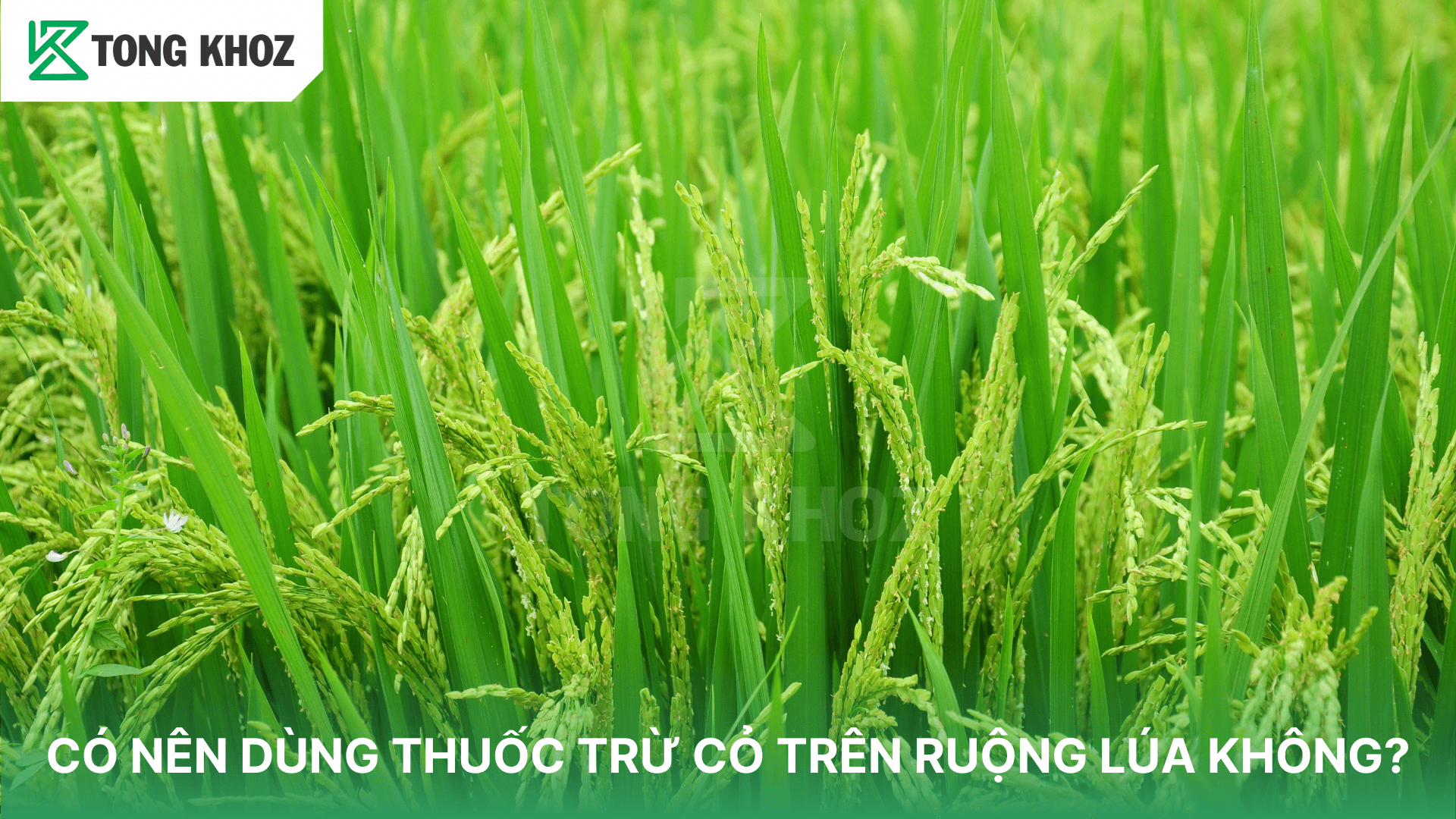 CÓ NÊN DÙNG THUỐC TRỪ CỎ TRÊN RUỘNG LÚA KHÔNG?