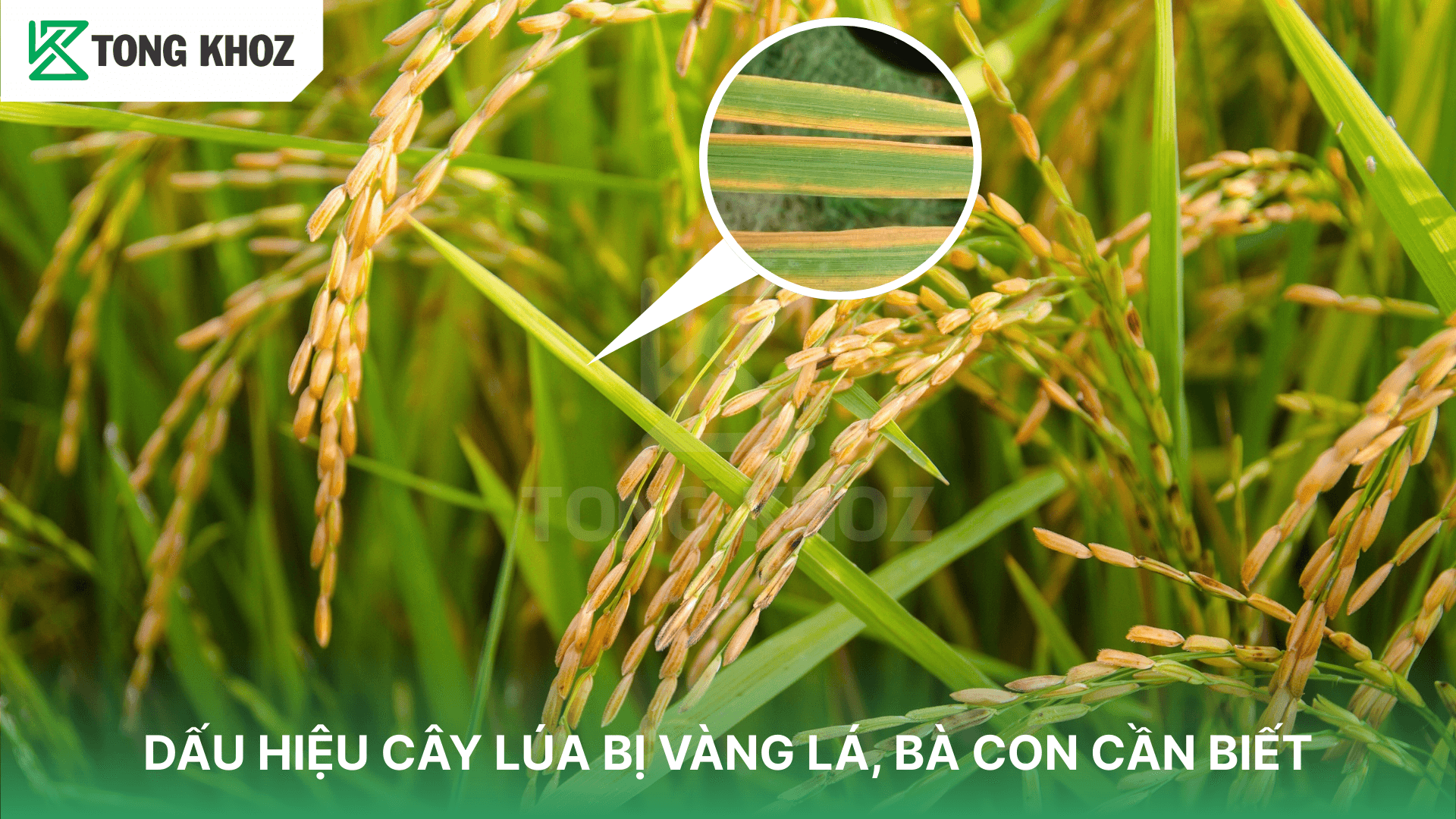DẤU HIỆU CÂY LÚA BỊ VÀNG LÁ, BÀ CON CẦN BIẾT