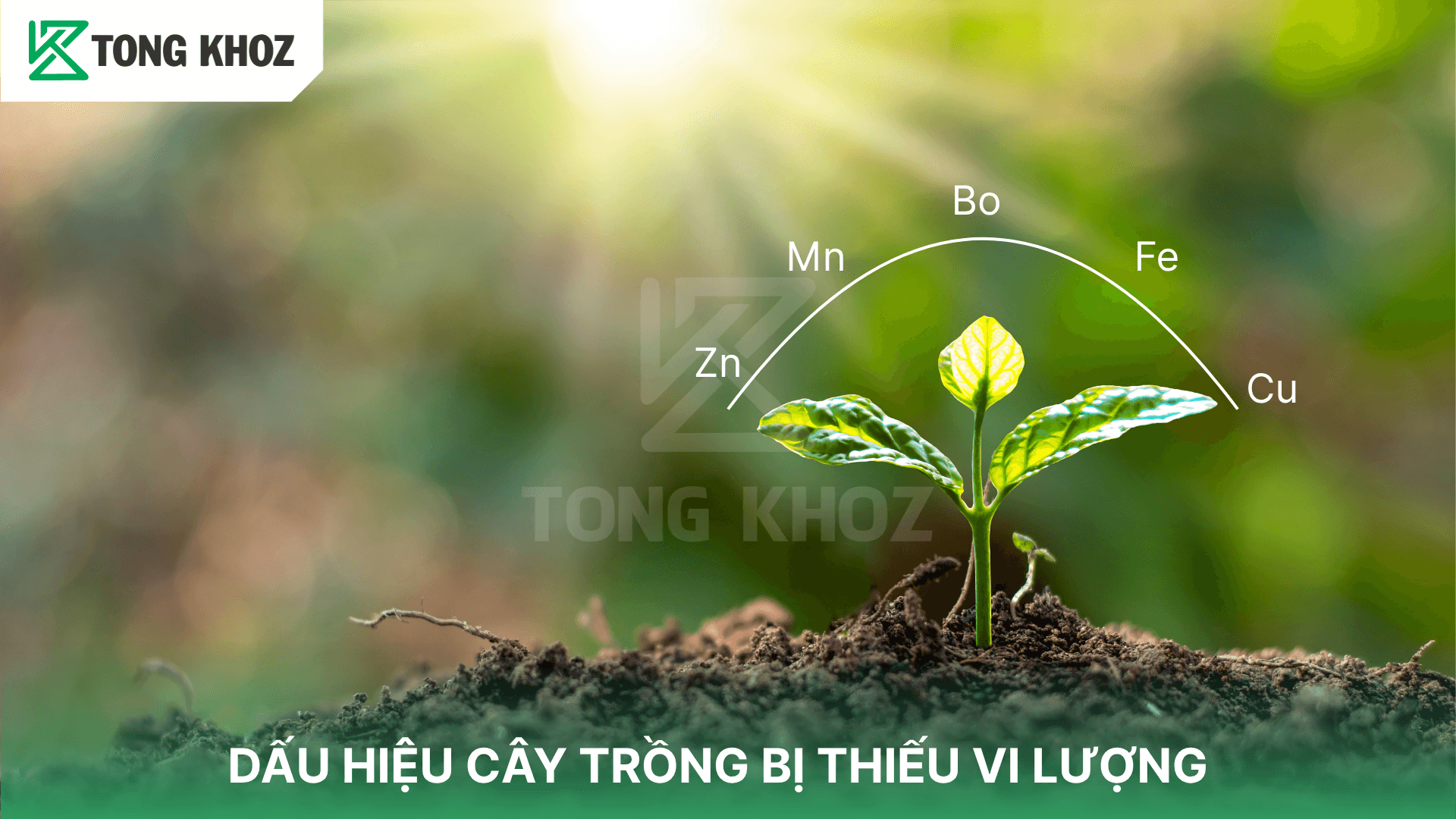 DẤU HIỆU CÂY TRỒNG BỊ THIẾU VI LƯỢNG