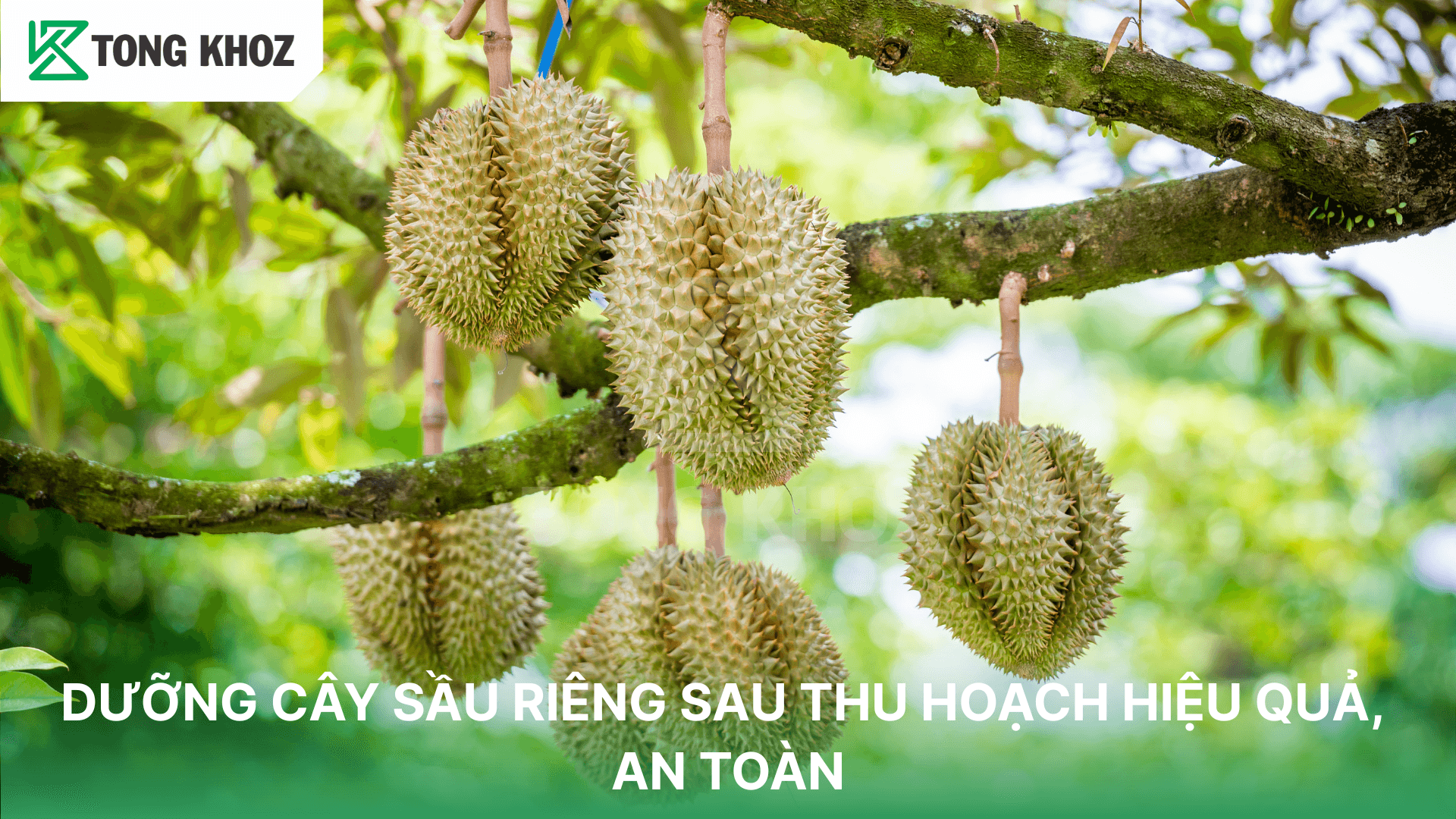 DƯỠNG CÂY SẦU RIÊNG SAU THU HOẠCH HIỆU QUẢ, AN TOÀN