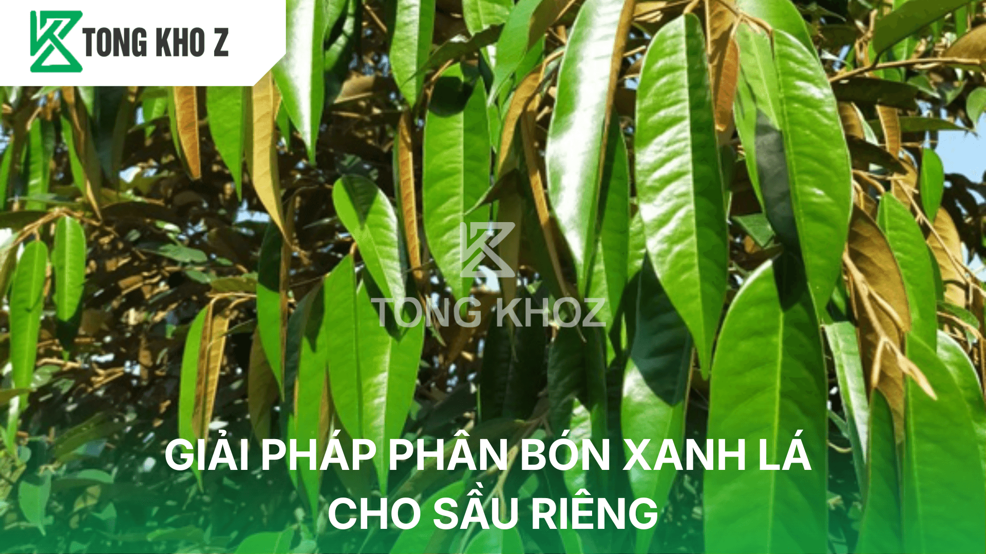 GIẢI PHÁP PHÂN BÓN XANH LÁ CHO SẦU RIÊNG