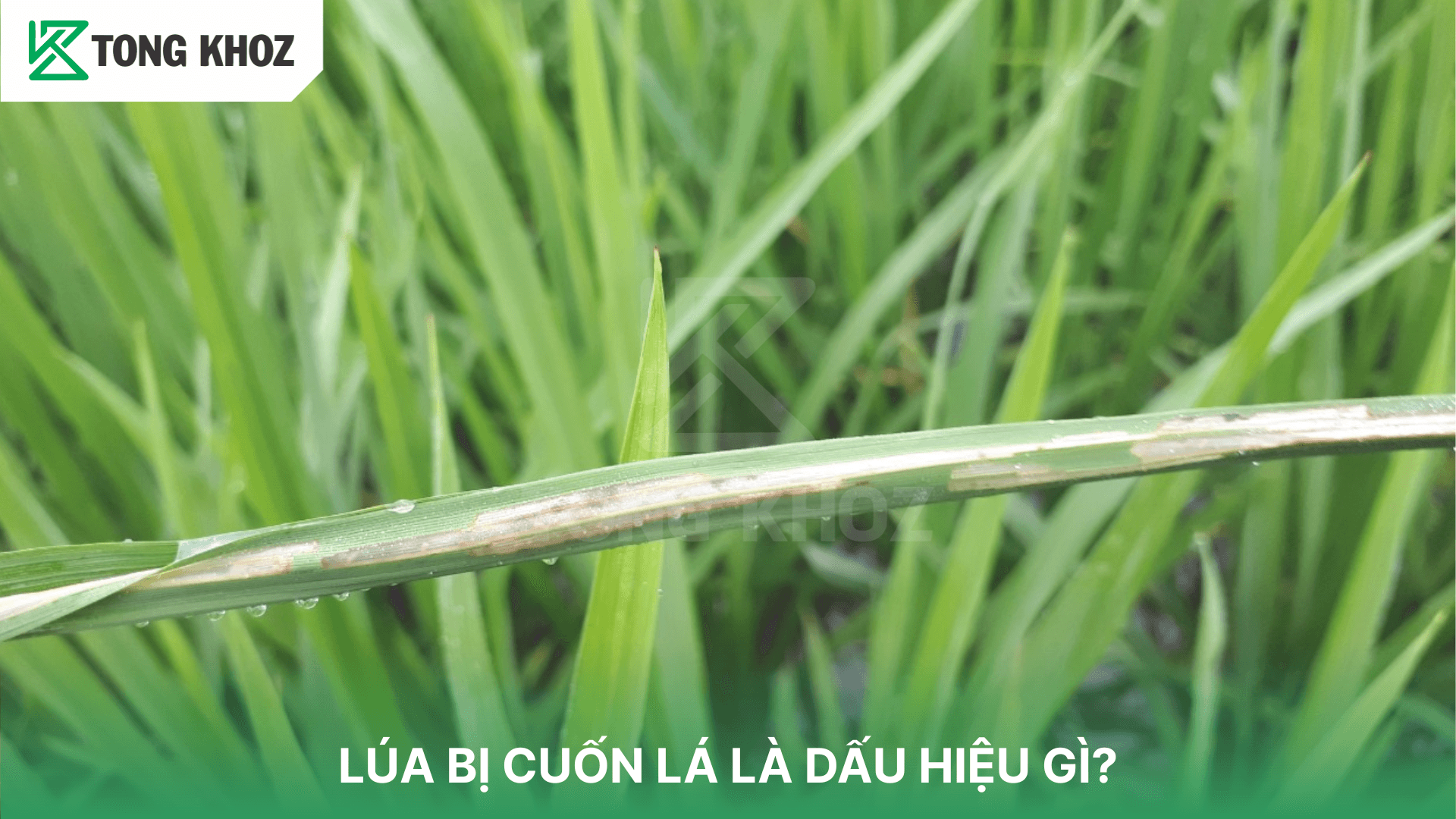 LÚA BỊ CUỐN LÁ LÀ DẤU HIỆU GÌ?