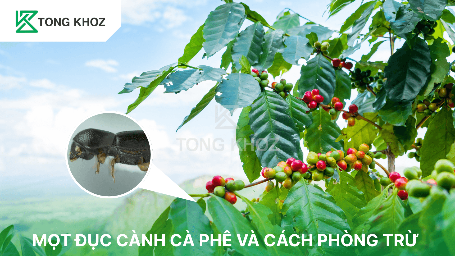 MỌT ĐỤC CÀNH CÀ PHÊ VÀ CÁCH PHÒNG TRỪ