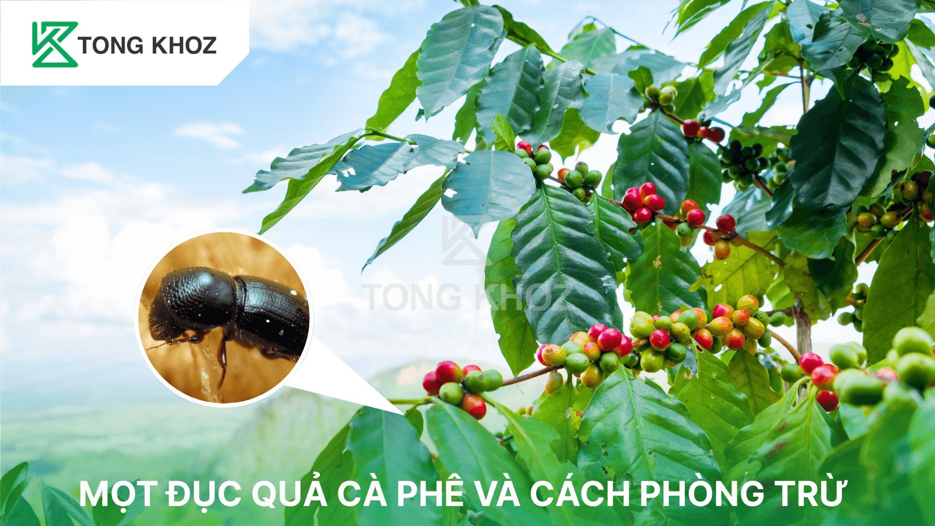 MỌT ĐỤC QUẢ CÀ PHÊ VÀ CÁCH PHÒNG TRỪ
