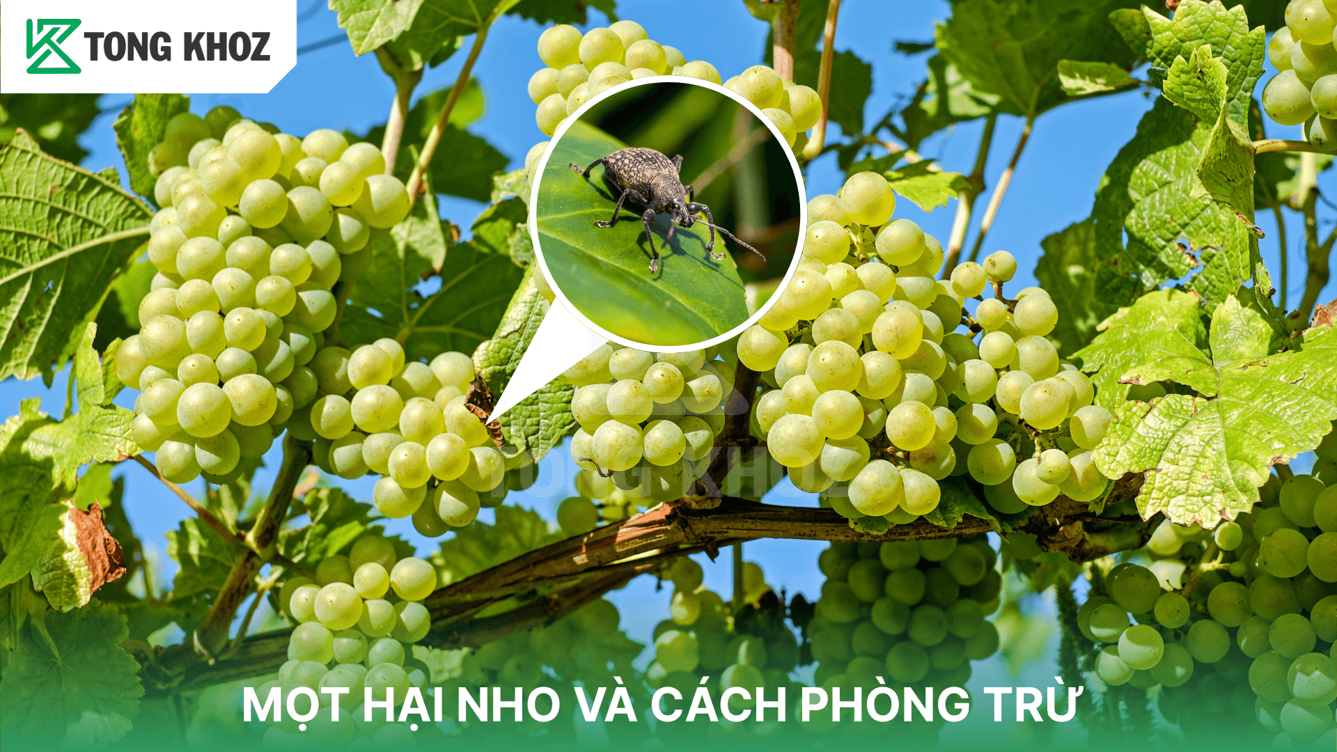 MỌT HẠI NHO VÀ CÁCH PHÒNG TRỪ