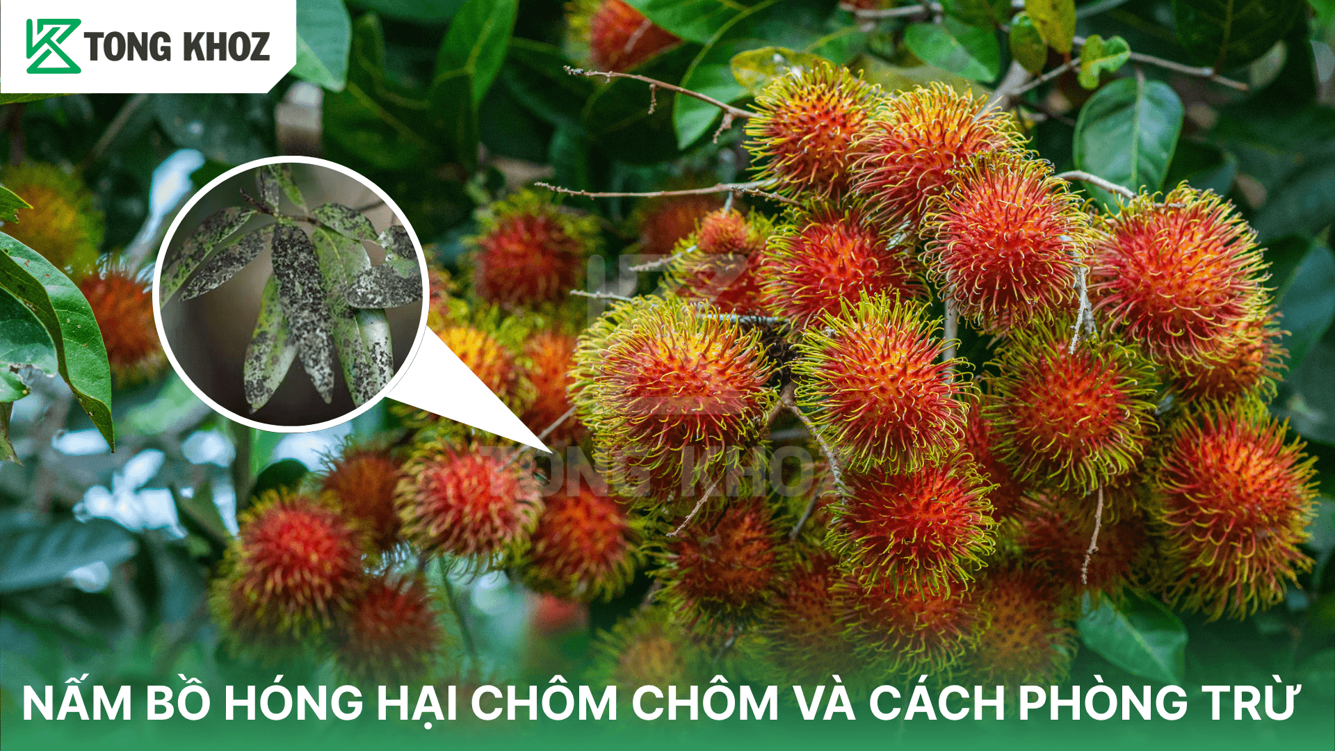 NẤM BỒ HÓNG HẠI CHÔM CHÔM VÀ CÁCH PHÒNG TRỪ