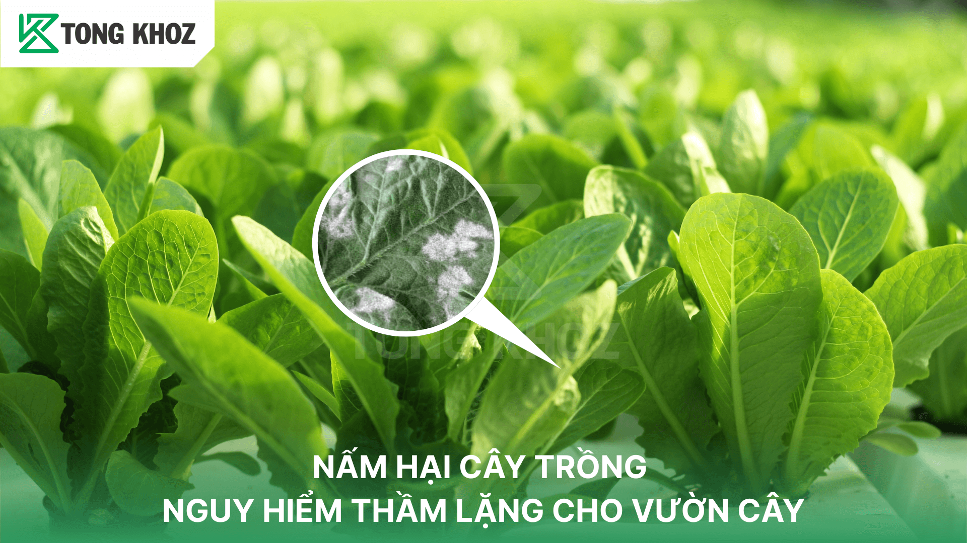 NẤM HẠI CÂY TRỒNG – NGUY HIỂM THẦM LẶNG CHO VƯỜN CÂY