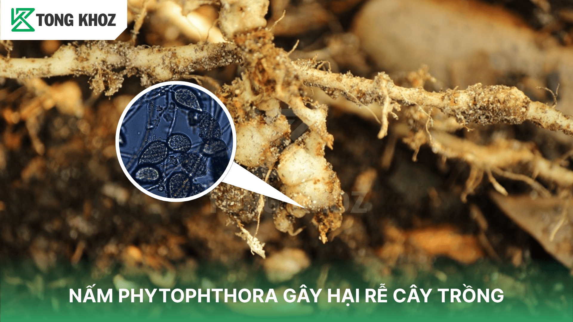 NẤM PHYTOPHTHORA GÂY HẠI RỄ CÂY TRỒNG