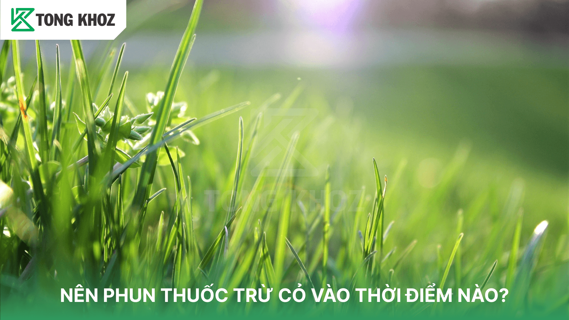 NÊN PHUN THUỐC TRỪ CỎ VÀO THỜI ĐIỂM NÀO?