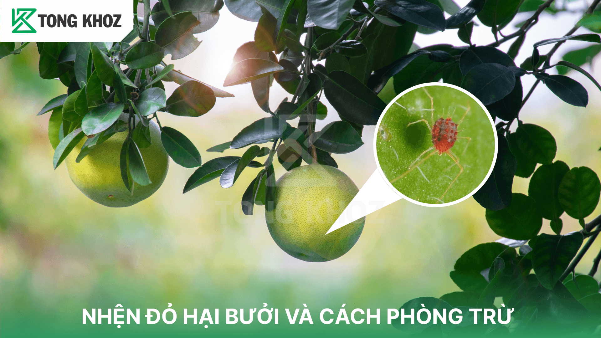 NHỆN ĐỎ HẠI BƯỞI VÀ CÁCH PHÒNG TRỪ