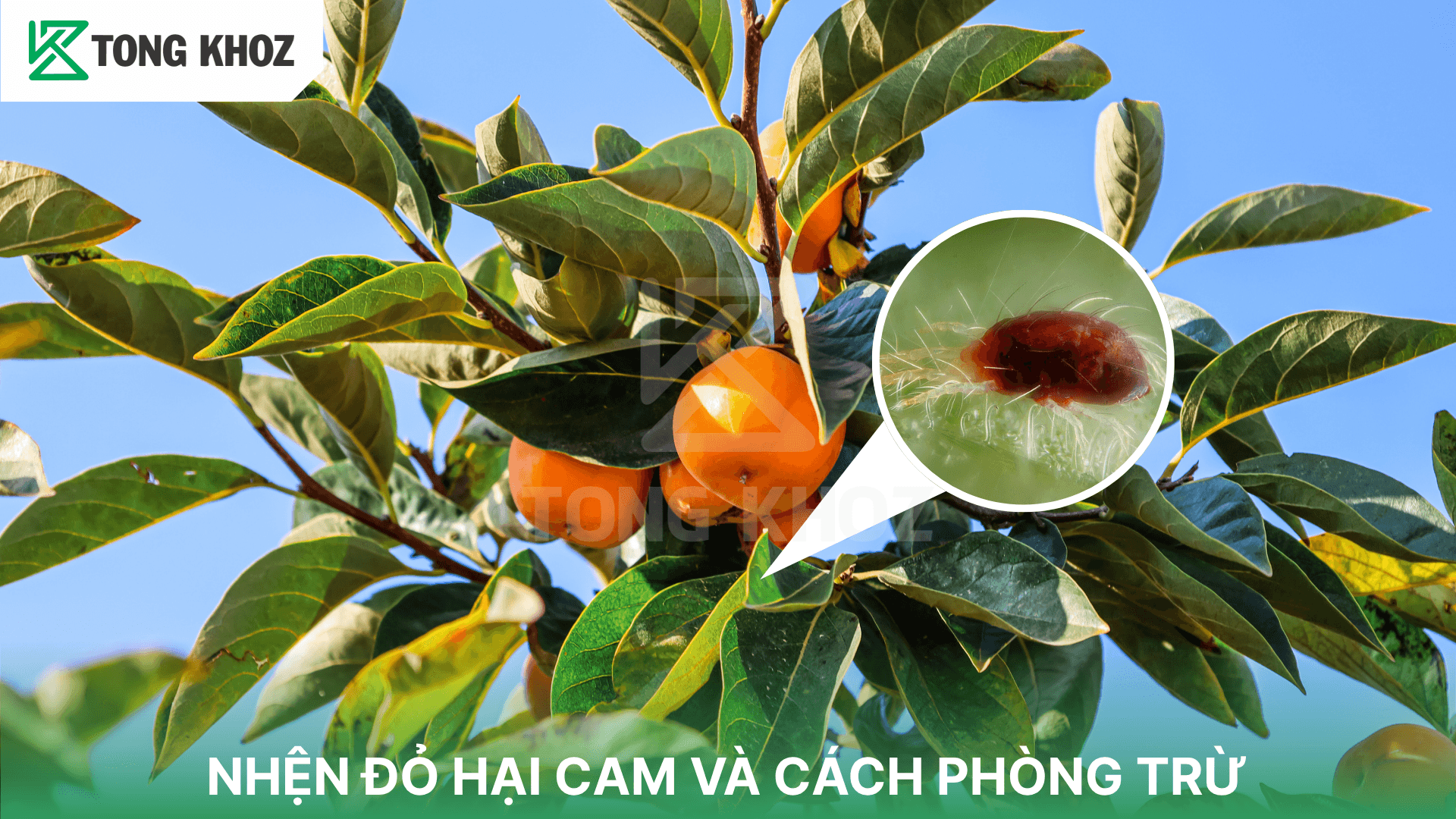 NHỆN ĐỎ HẠI CAM VÀ CÁCH PHÒNG TRỪ