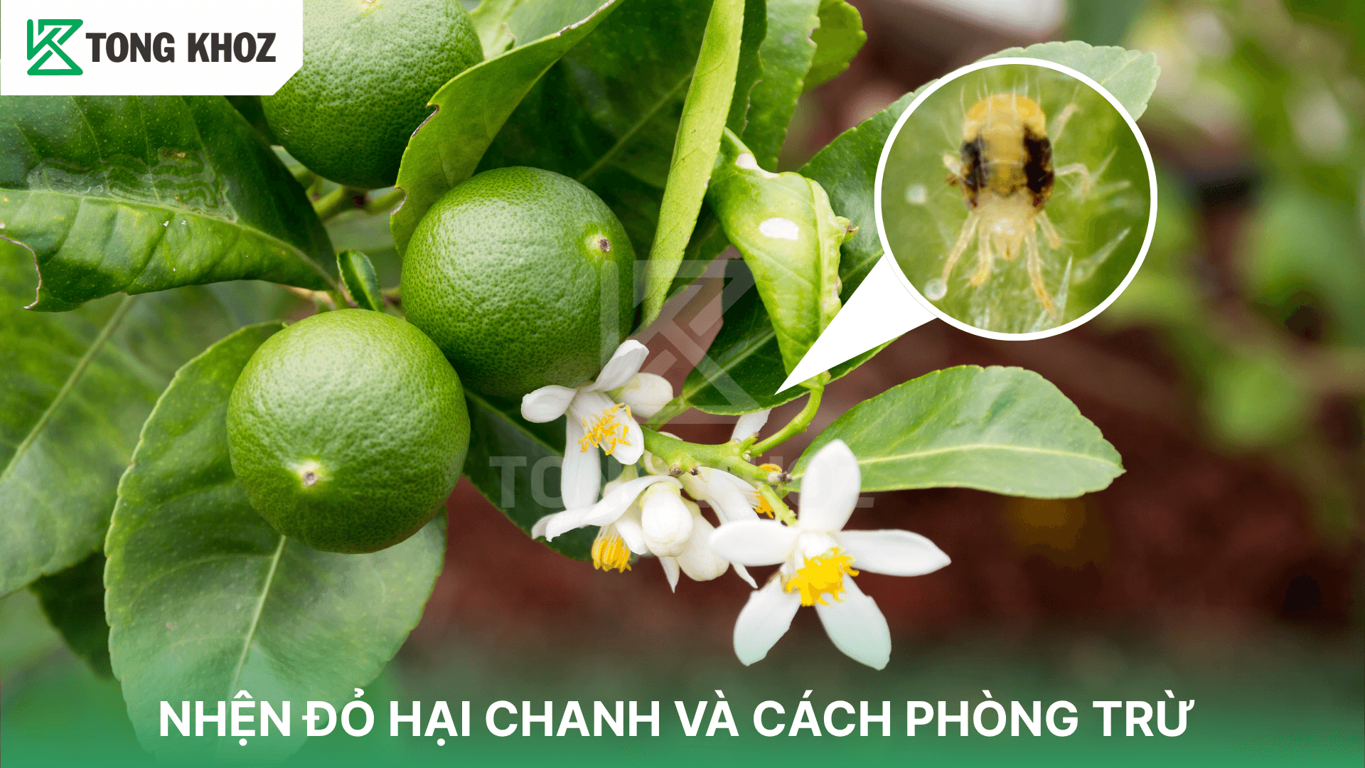NHỆN ĐỎ HẠI CHANH VÀ CÁCH PHÒNG TRỪ