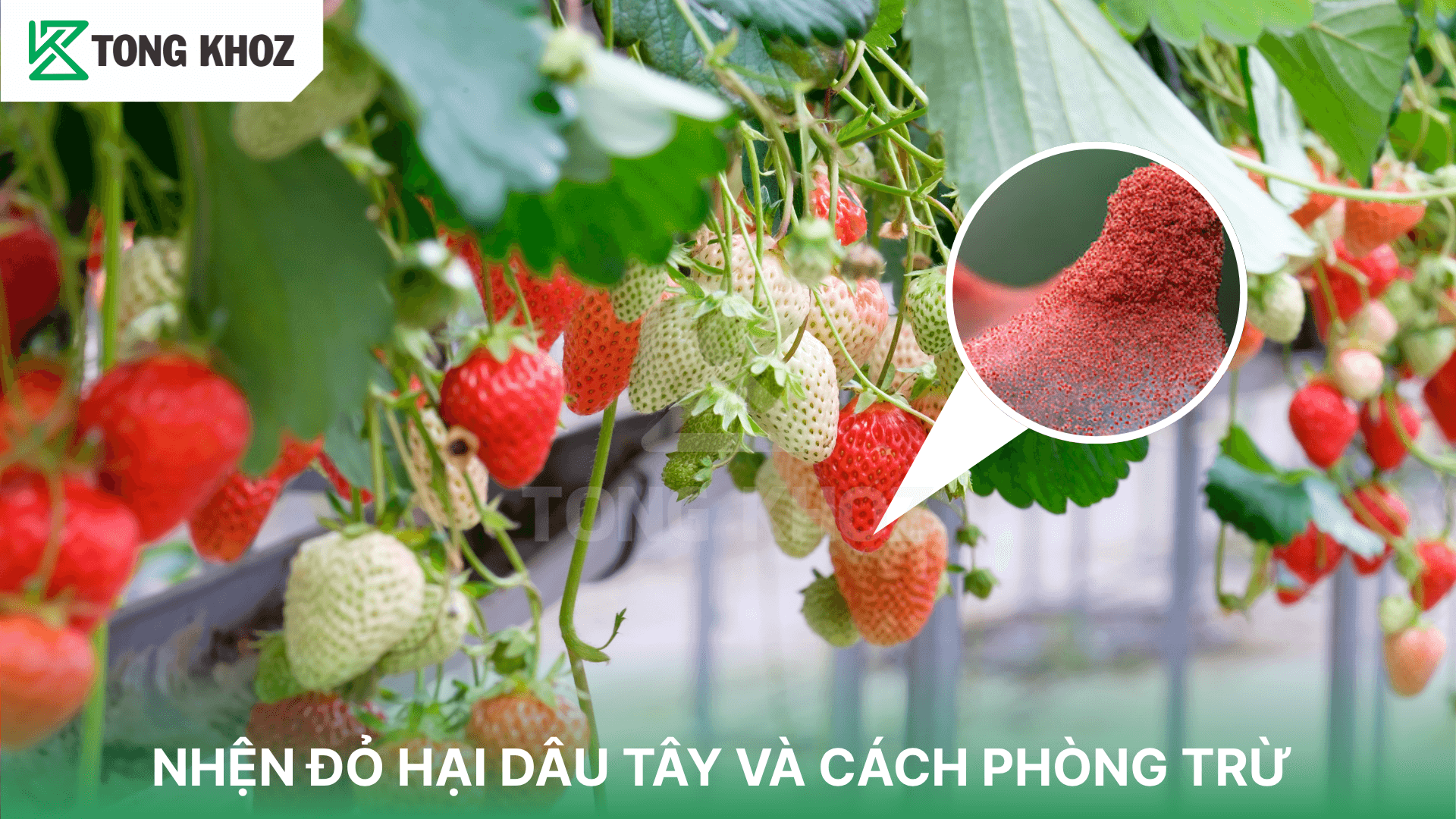 NHỆN ĐỎ HẠI DÂU TÂY VÀ CÁCH PHÒNG TRỪ